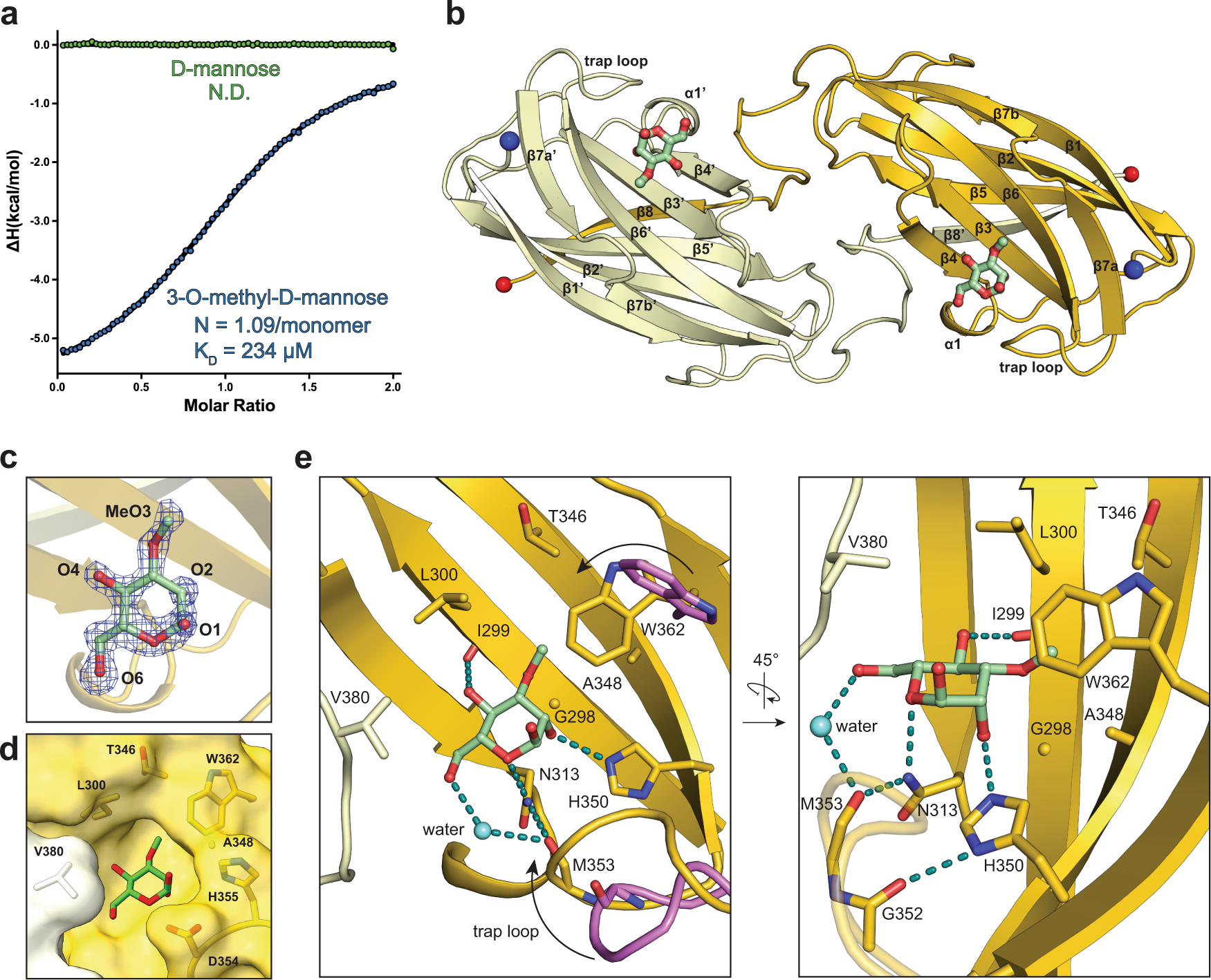 Fig. 2: Molecular structure of Wzt-CBD bound to 3-O-methyl-d-mannose.