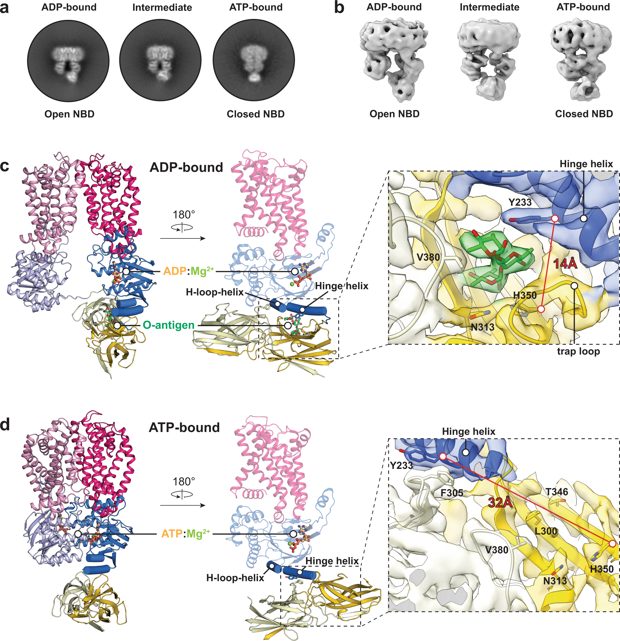 Fig. 5: ATP binding displaces the O antigen from the CBD.