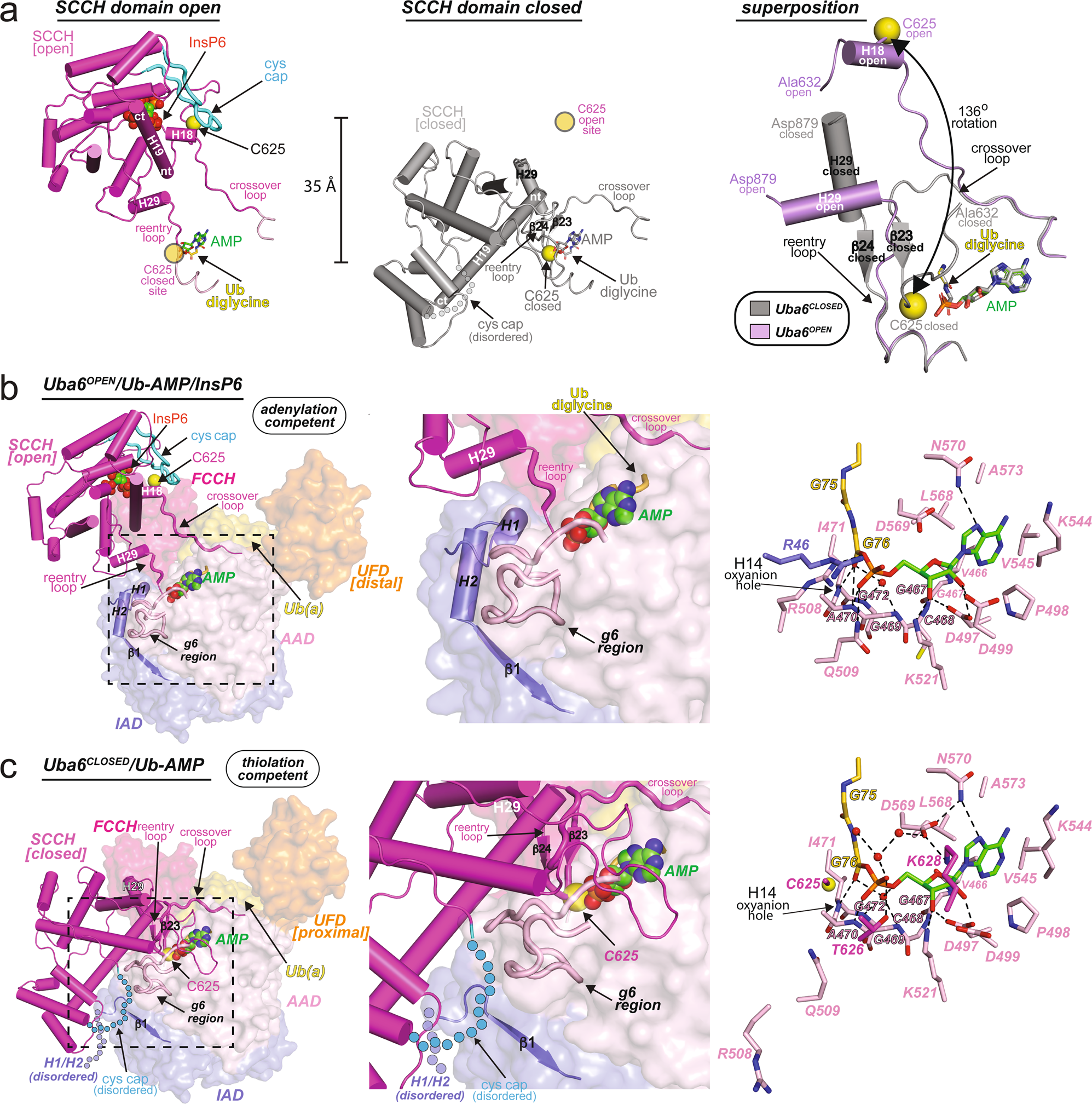 Fig. 2: Structural changes in Uba6 accompany transitions from adenylate to thiolation-competent states.