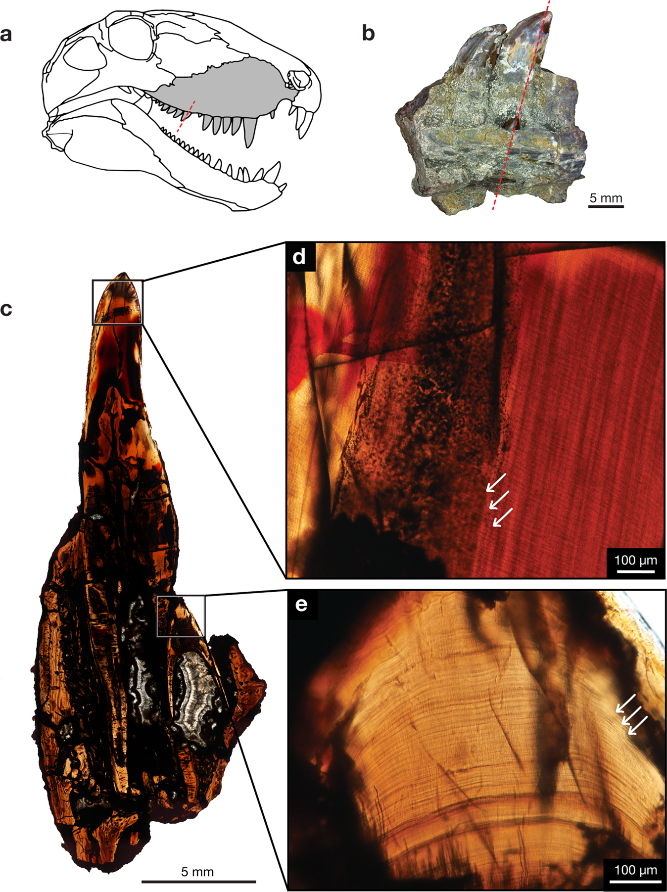 Fig. 3: Incremental lines of Dimetrodon cf. D. limbatus.