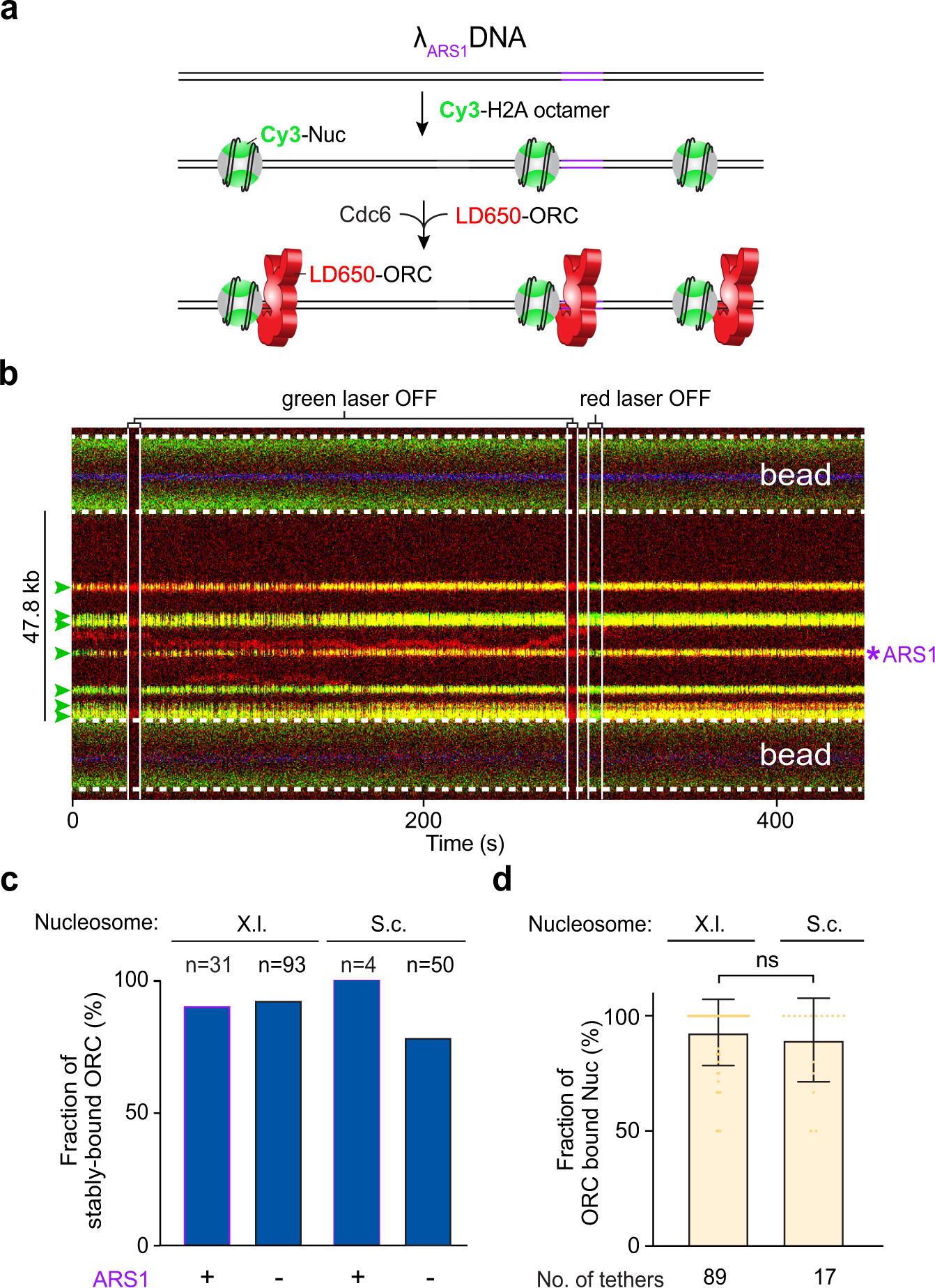 Fig. 4: ORC predominantly binds to nucleosomes over bare DNA.