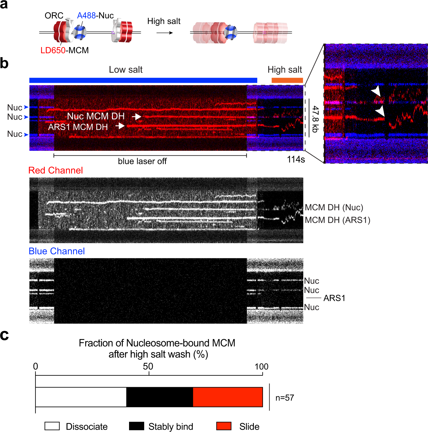 Fig. 6: ORC-mediated MCM loading occurs at nucleosomal sites.
