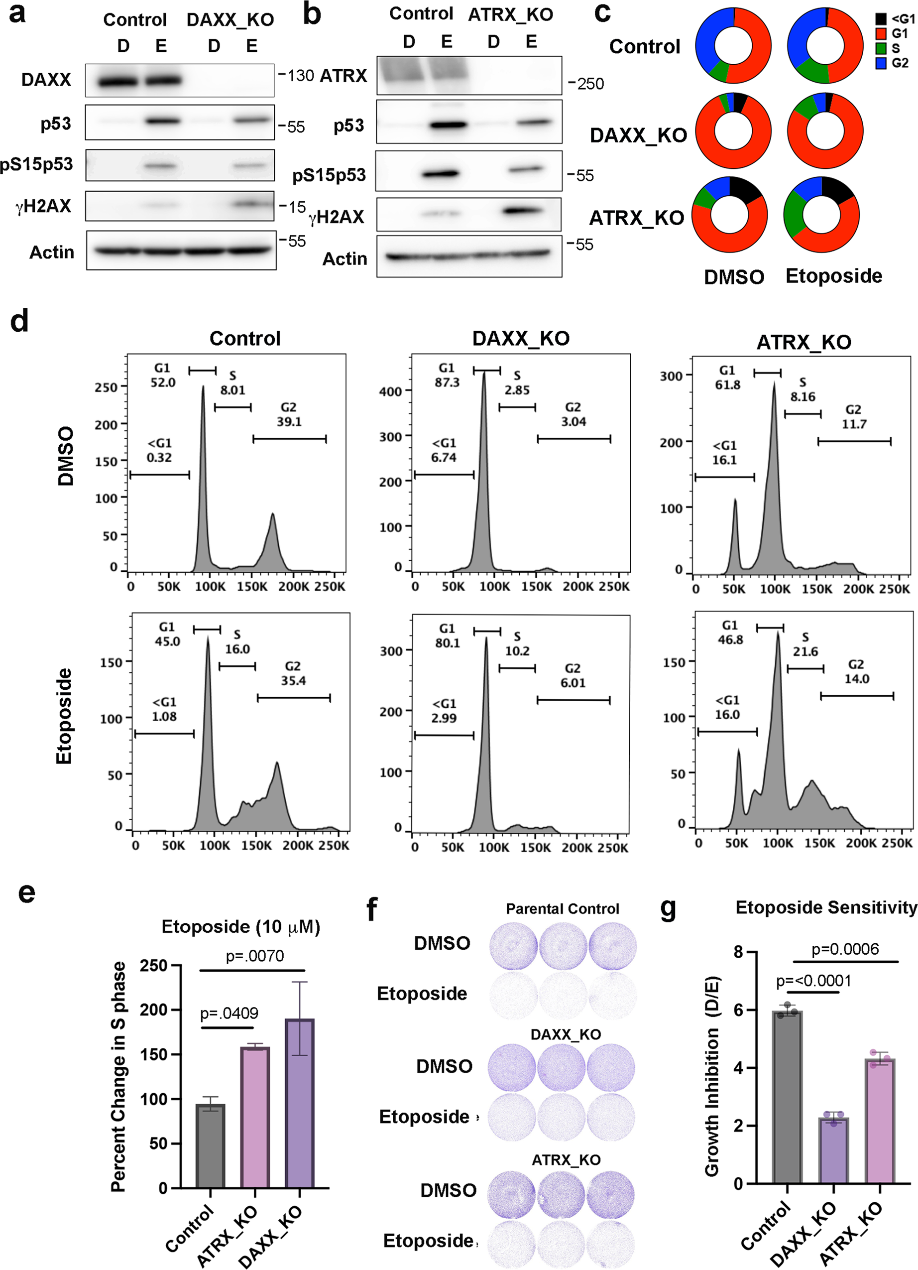 Fig. 2: Aberrant DNA-damage response in DAXX_KO and ATRX_KO U87 cells.
