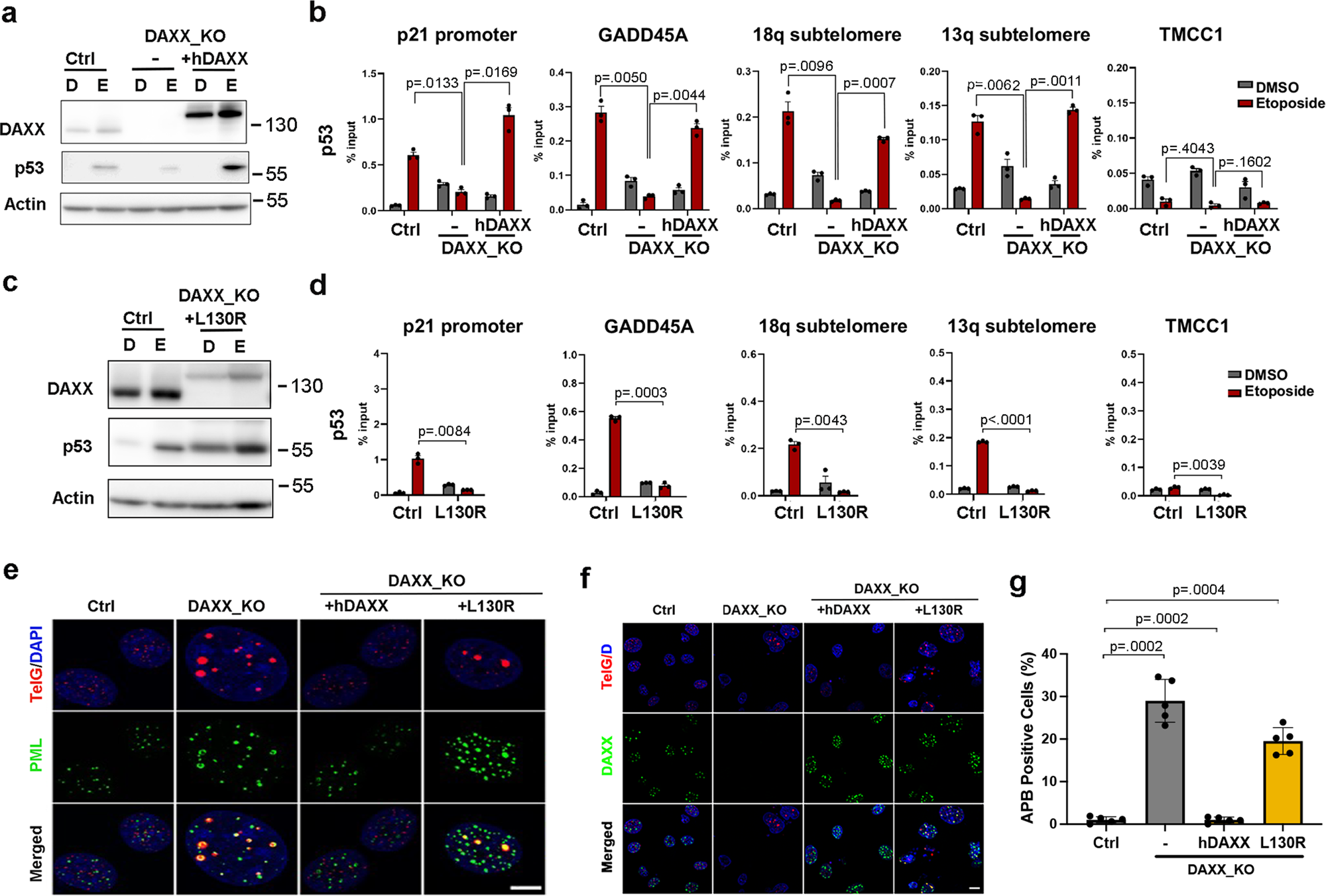 Fig. 6: DAXX dependency for p53 function in DAXX_KO U87-T cells.