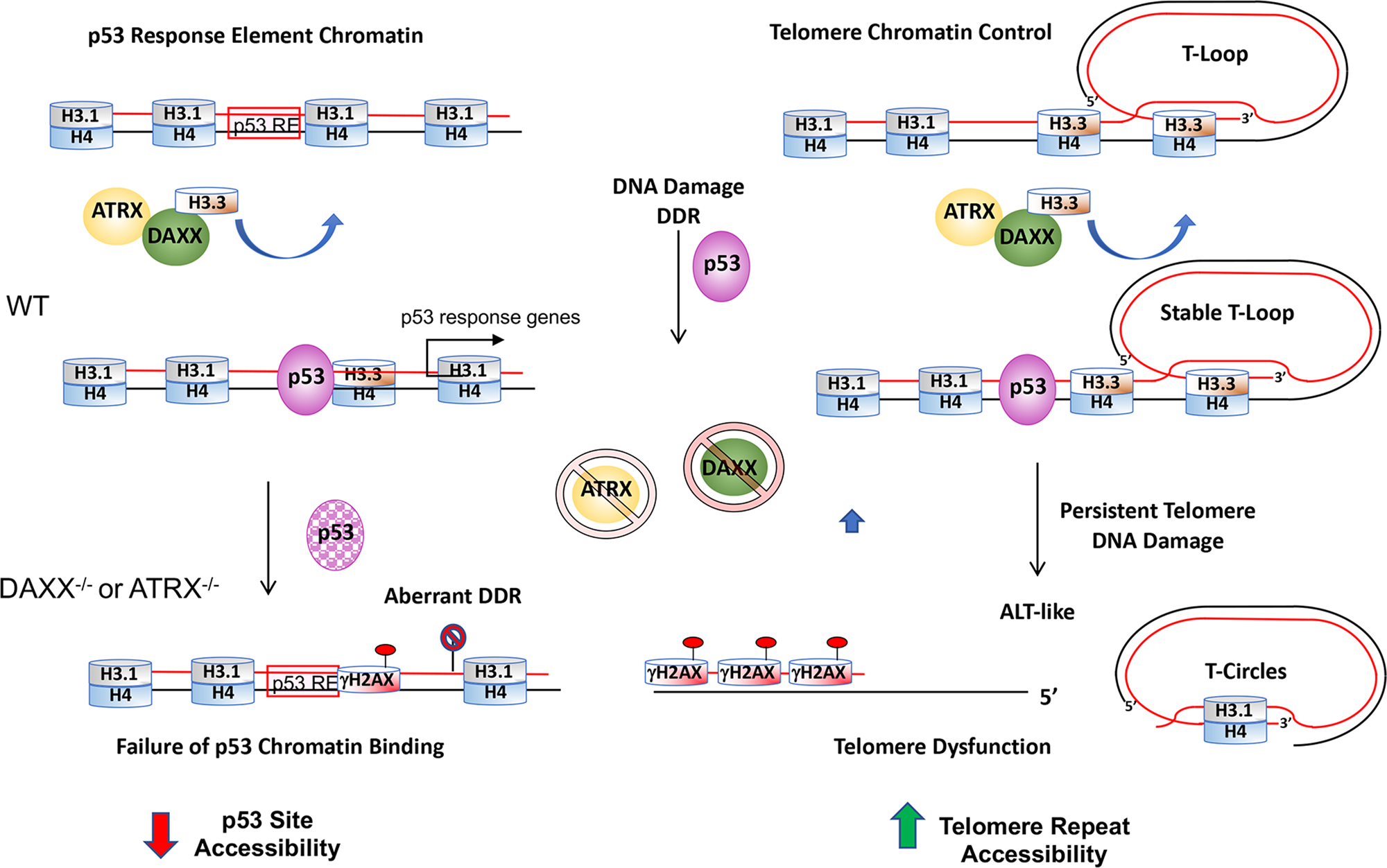 Fig. 8: Model of ATRX and DAXX-dependent effects on chromatin accessibility at p53-response elements and telomeres.