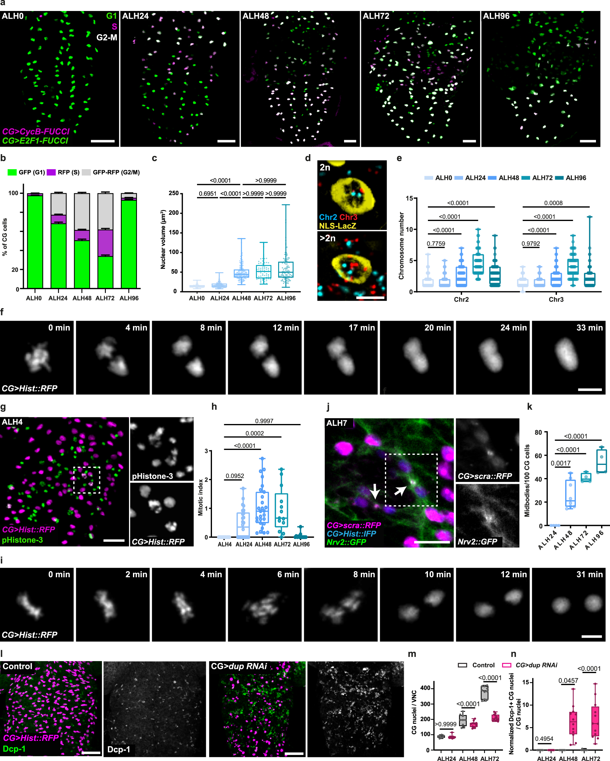 Fig. 3: CG cells exhibit multiple cell cycle strategies.