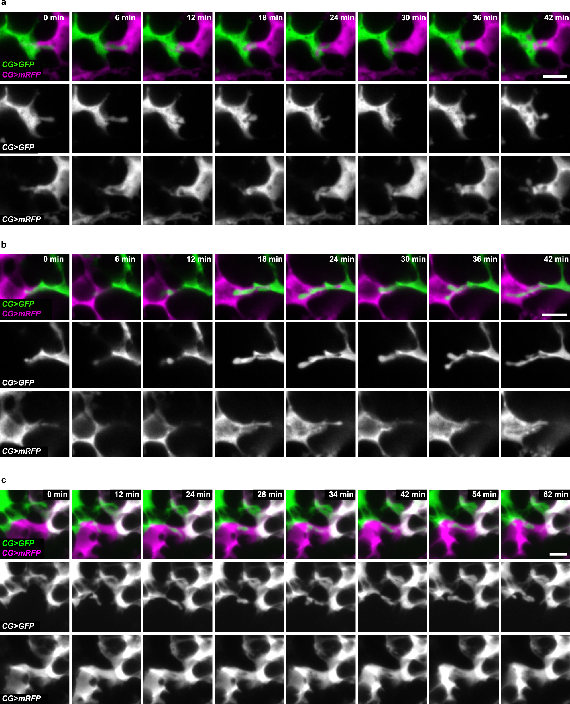 Fig. 7: CG units exhibit a range of cytoplasmic interaction at their borders.
