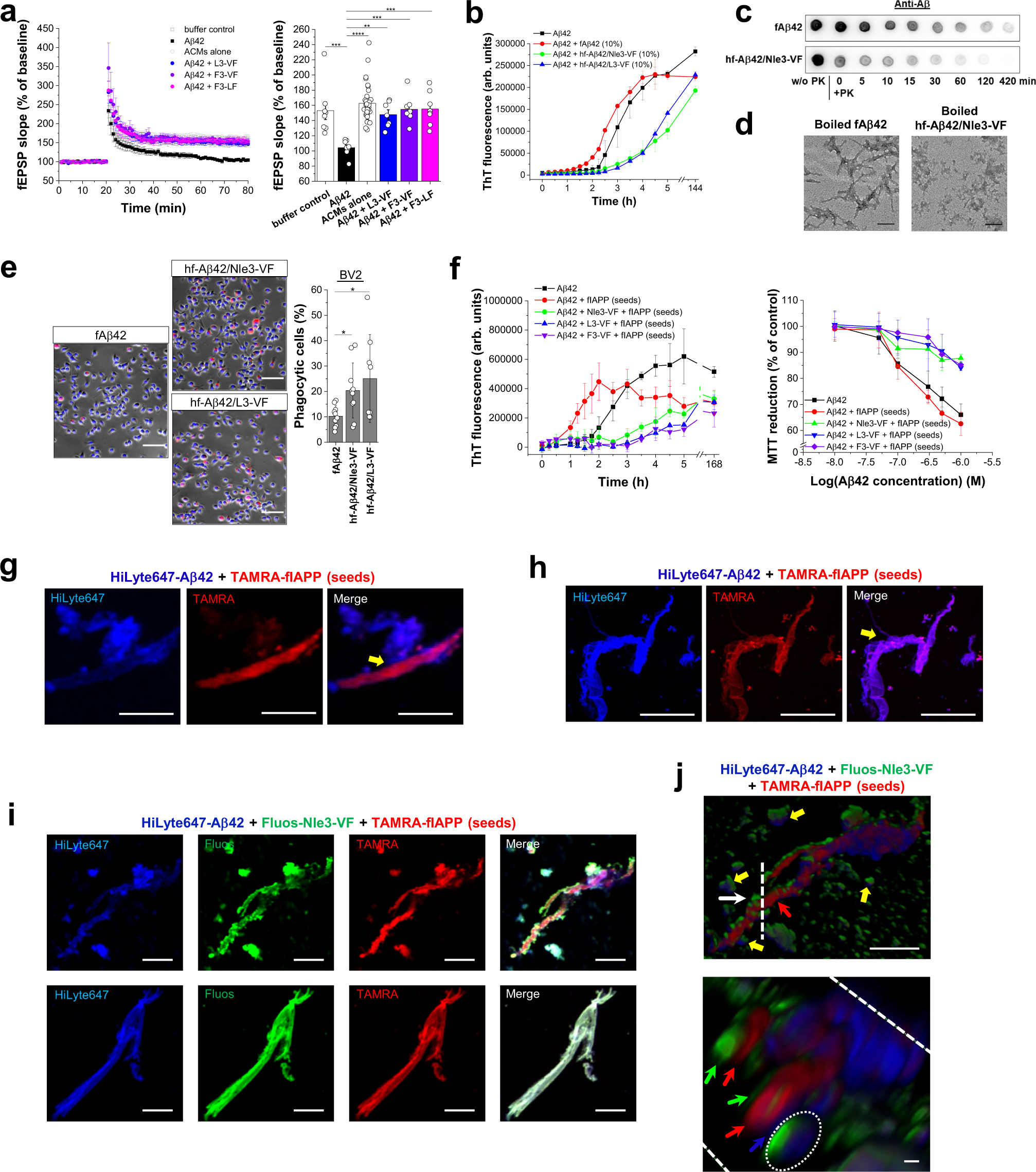 Fig. 7: Properties and functions of Aβ42/ACM co-assemblies.