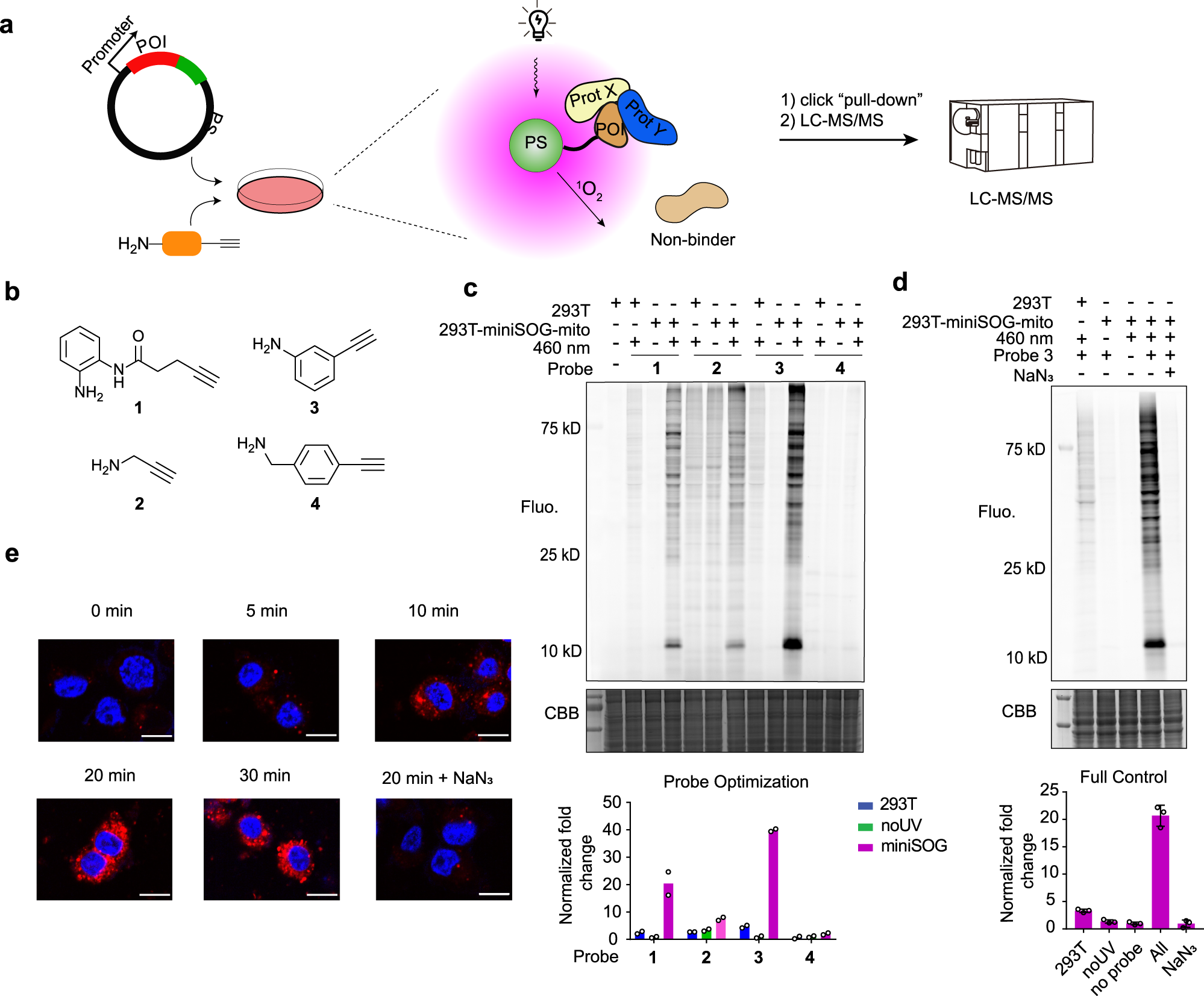 UltraFast Biotinylation Kit (microgram scale, 5 reactions