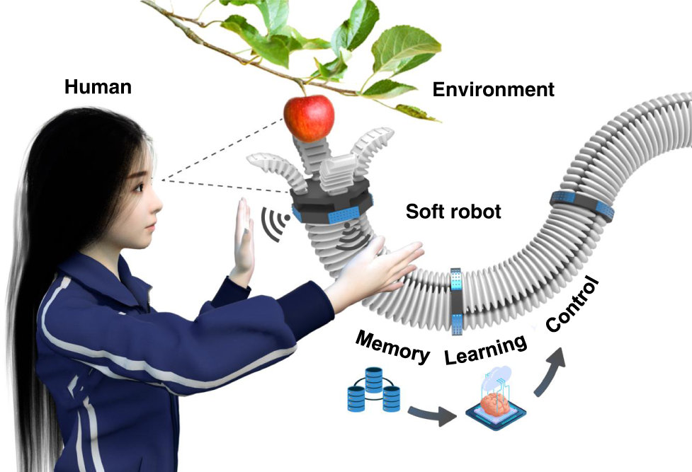 Touchless interactive teaching of soft robots through flexible bimodal  sensory interfaces | Nature Communications