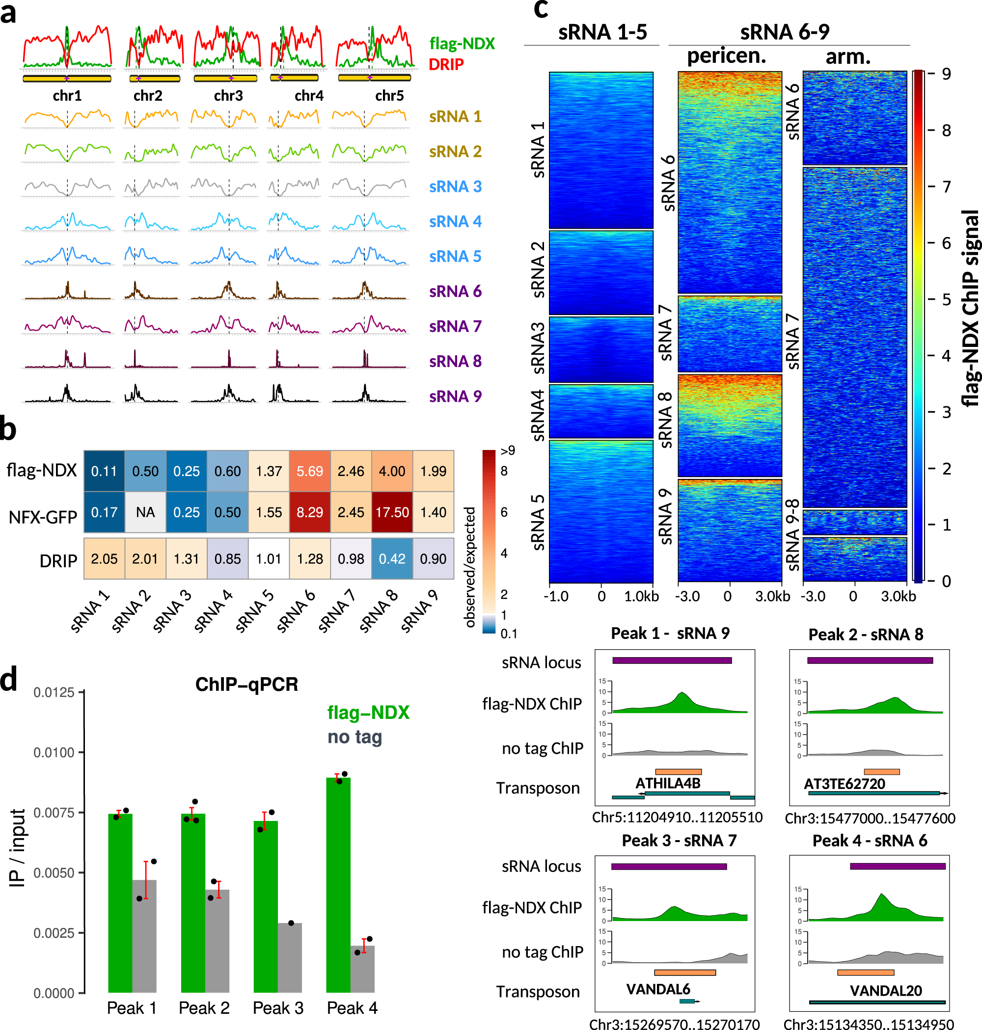 Fig. 5: NDX binds to heterochromatic small RNA loci (het-siRNA).