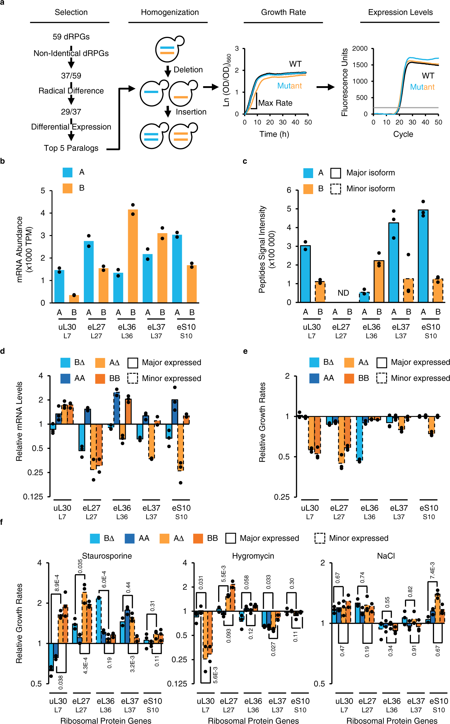 Fig. 1: Homogenization of yeast ribosomal proteins identifies dose independent paralogs subfunctionalization.