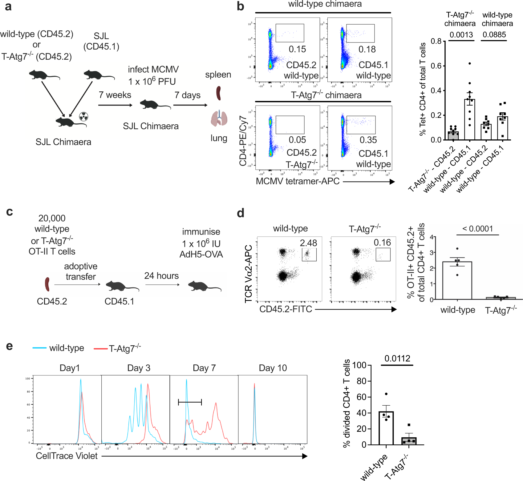 Fig. 1: Autophagy-deficient CD4+ T cells show delayed proliferation.