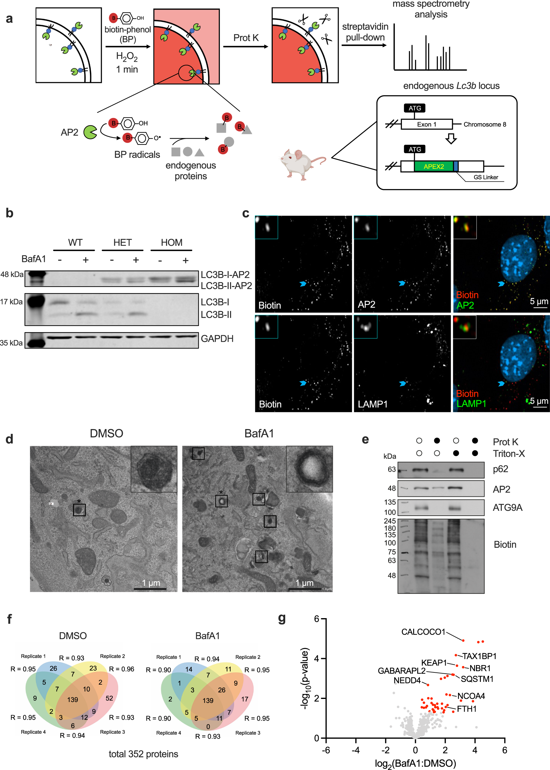 Fig. 2: LC3B-AP2 transgenic mouse model facilitates the direct identification of autophagosomal cargoes.