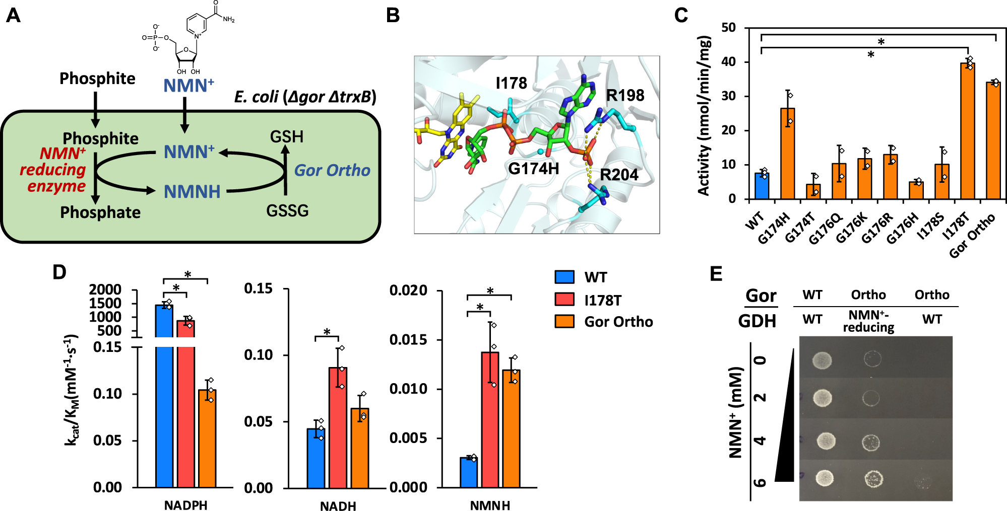 Directed evolution of phosphite dehydrogenase to cycle noncanonical redox  cofactors via universal growth selection platform | Nature Communications