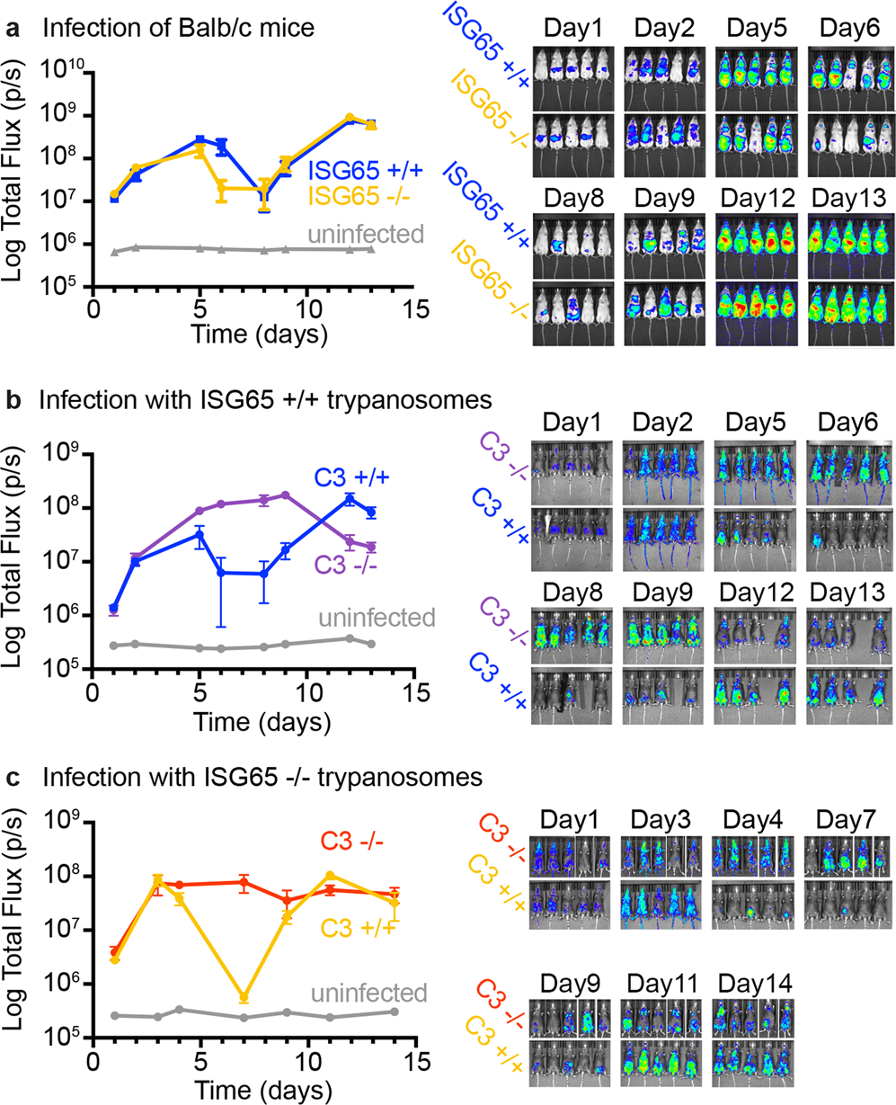 Fig. 4: Assessment of the effect of ISG65 and C3 knock-out on trypanosome growth in mice.