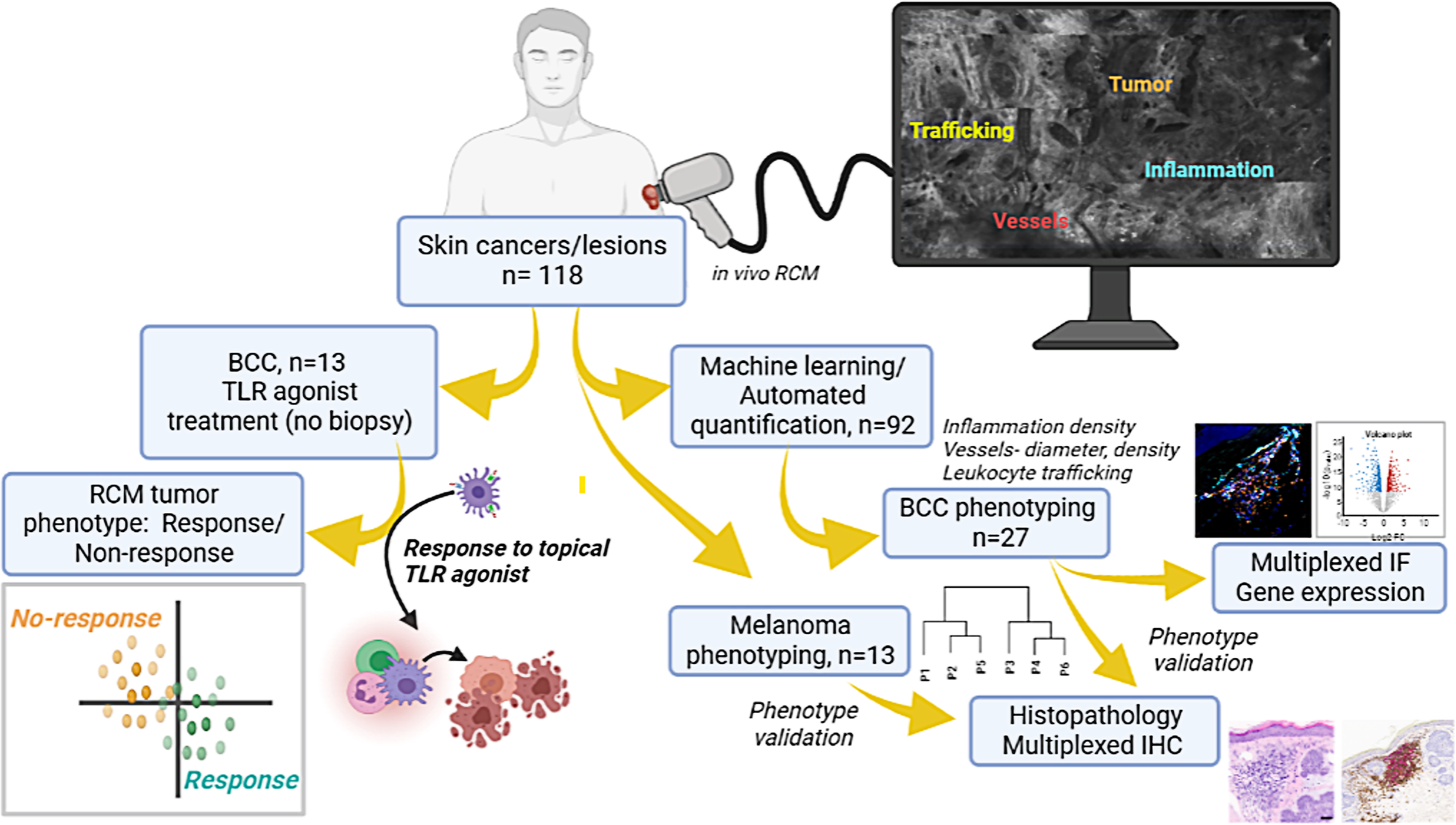 In vivo tumor immune microenvironment phenotypes correlate with  inflammation and vasculature to predict immunotherapy response | Nature  Communications
