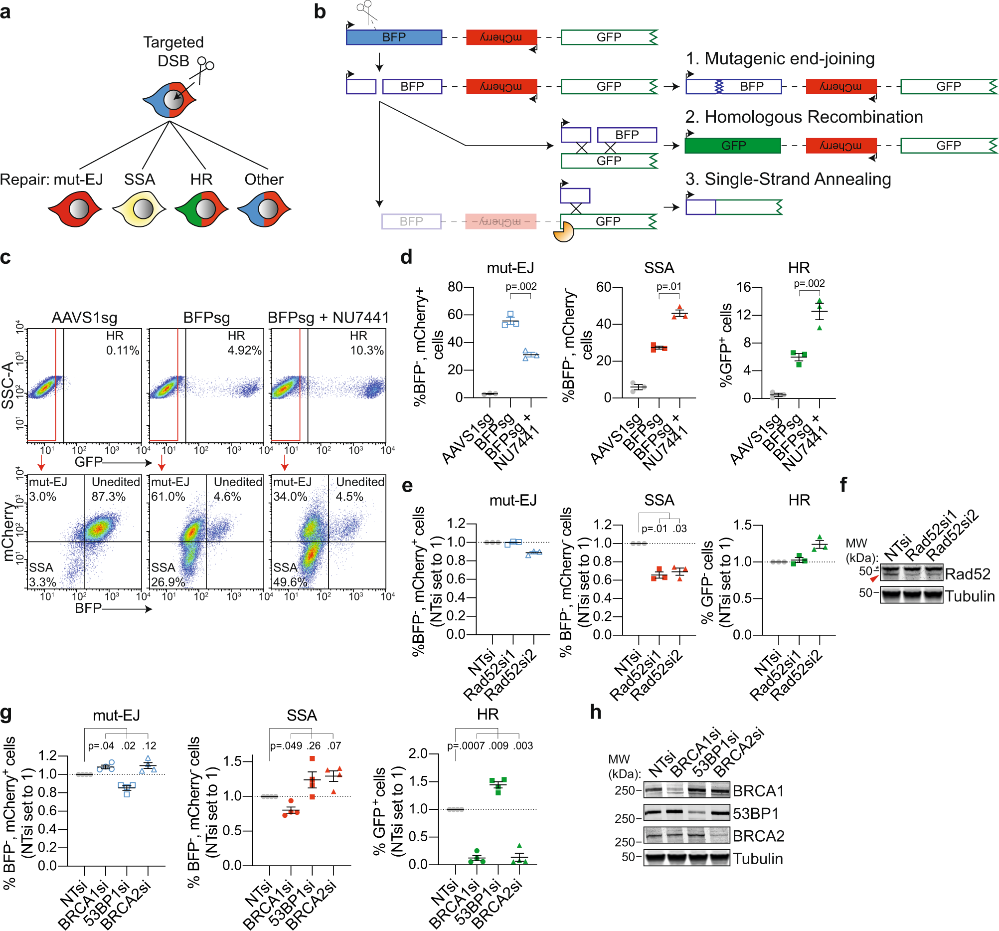 Fig. 4: DSB-Spectrum_V3 is a reporter for mutagenic end-joining, SSA, and HR.