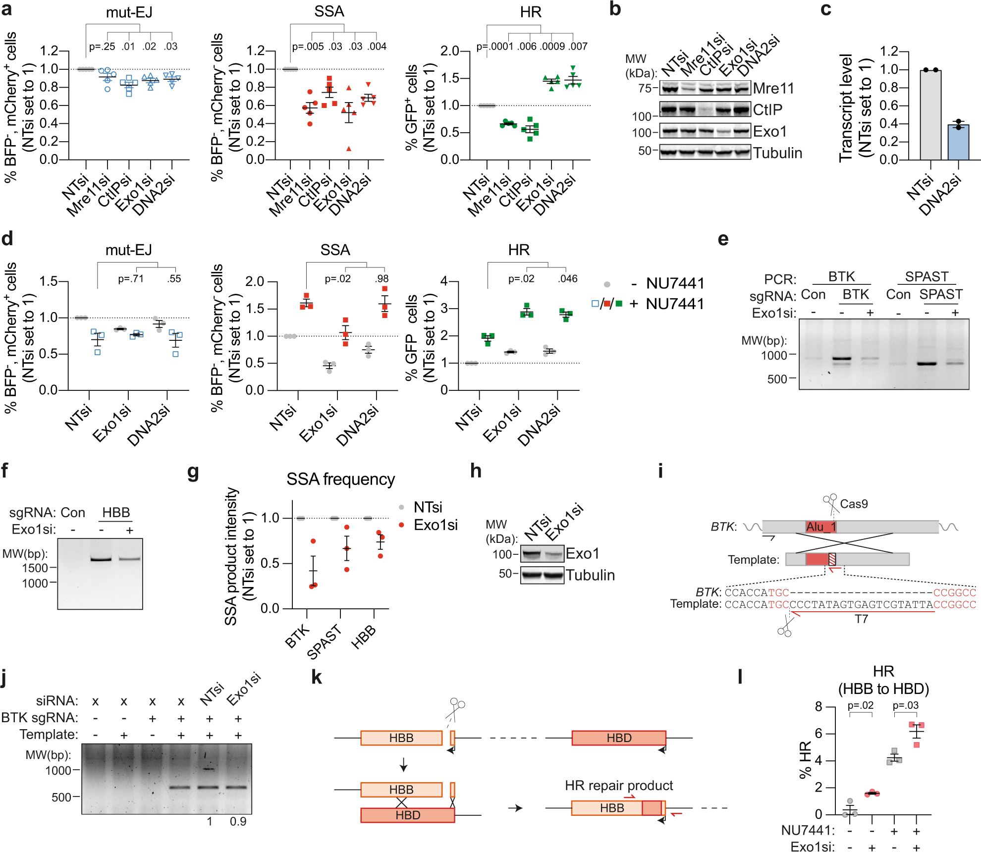 Fig. 6: The long-range end-resection factors Exo1 and DNA2 are required for SSA, but inhibit HR.