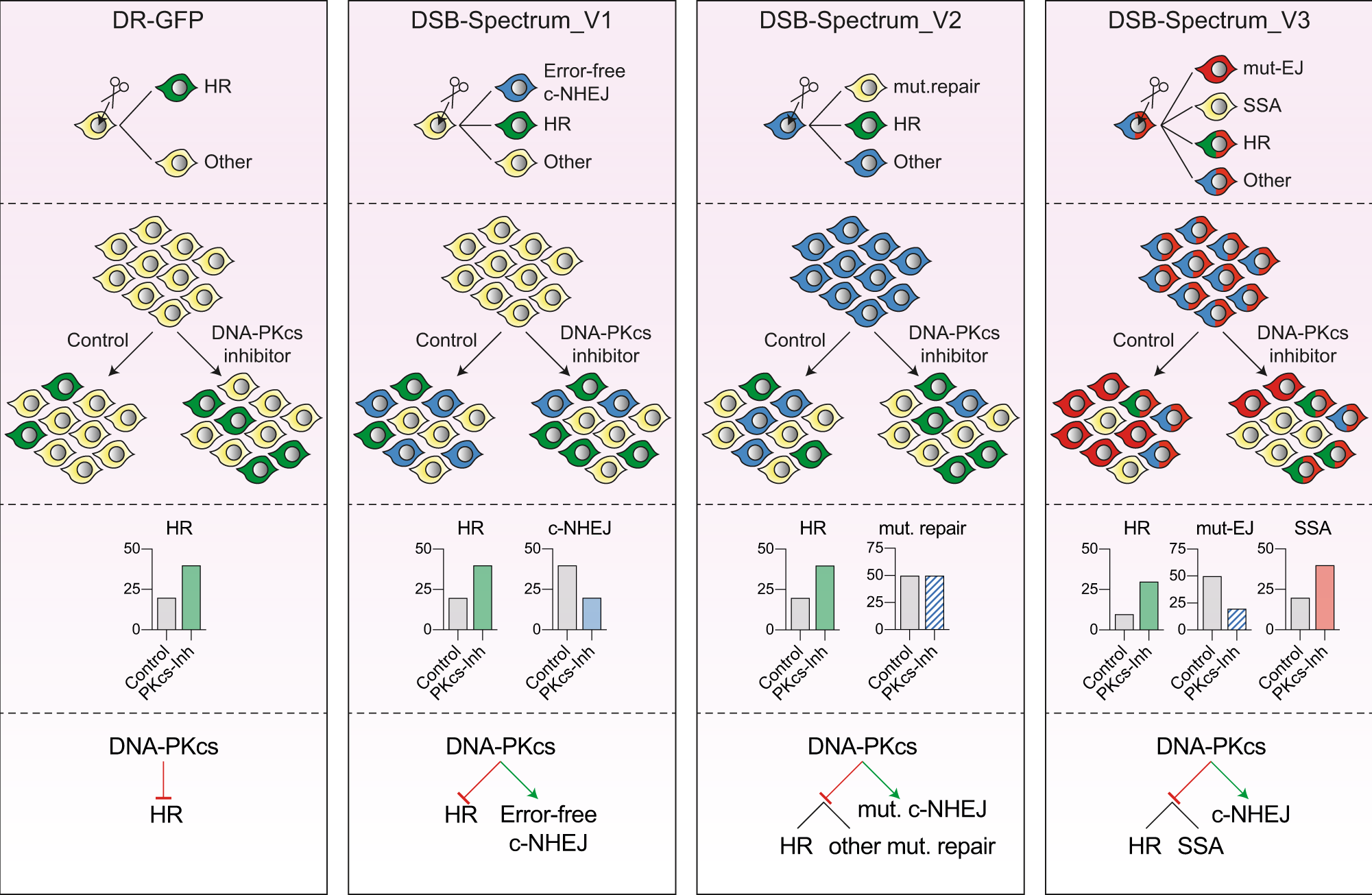 Fig. 7: Multi-pathway quantification of DSB-repair using DSB-Spectrum reporters allows for comprehensive analysis of repair outcomes in absence and presence of DSB-repair manipulation strategies.