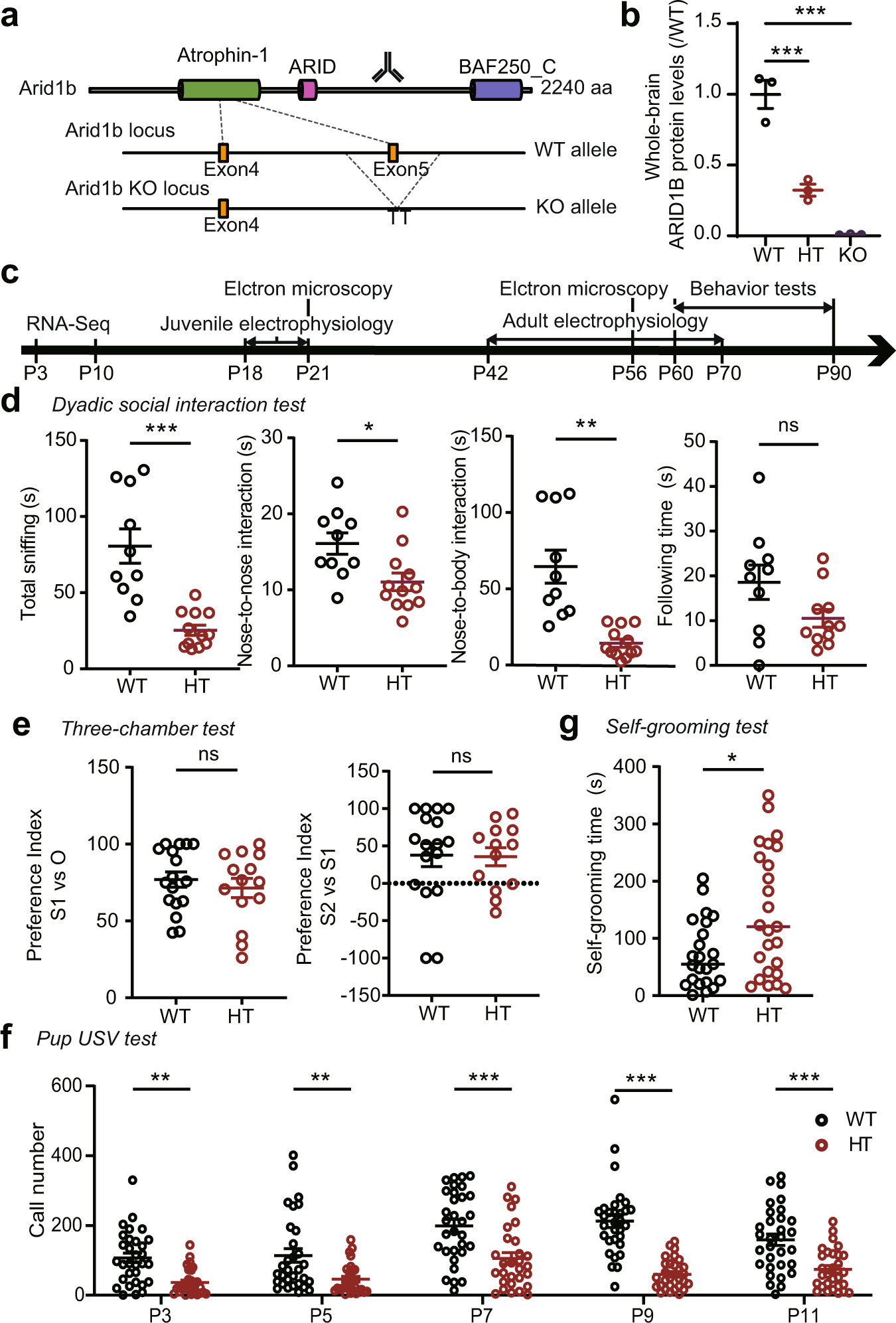 Early postnatal serotonin modulation prevents adult-stage deficits in  Arid1b-deficient mice through synaptic transcriptional reprogramming |  Nature Communications