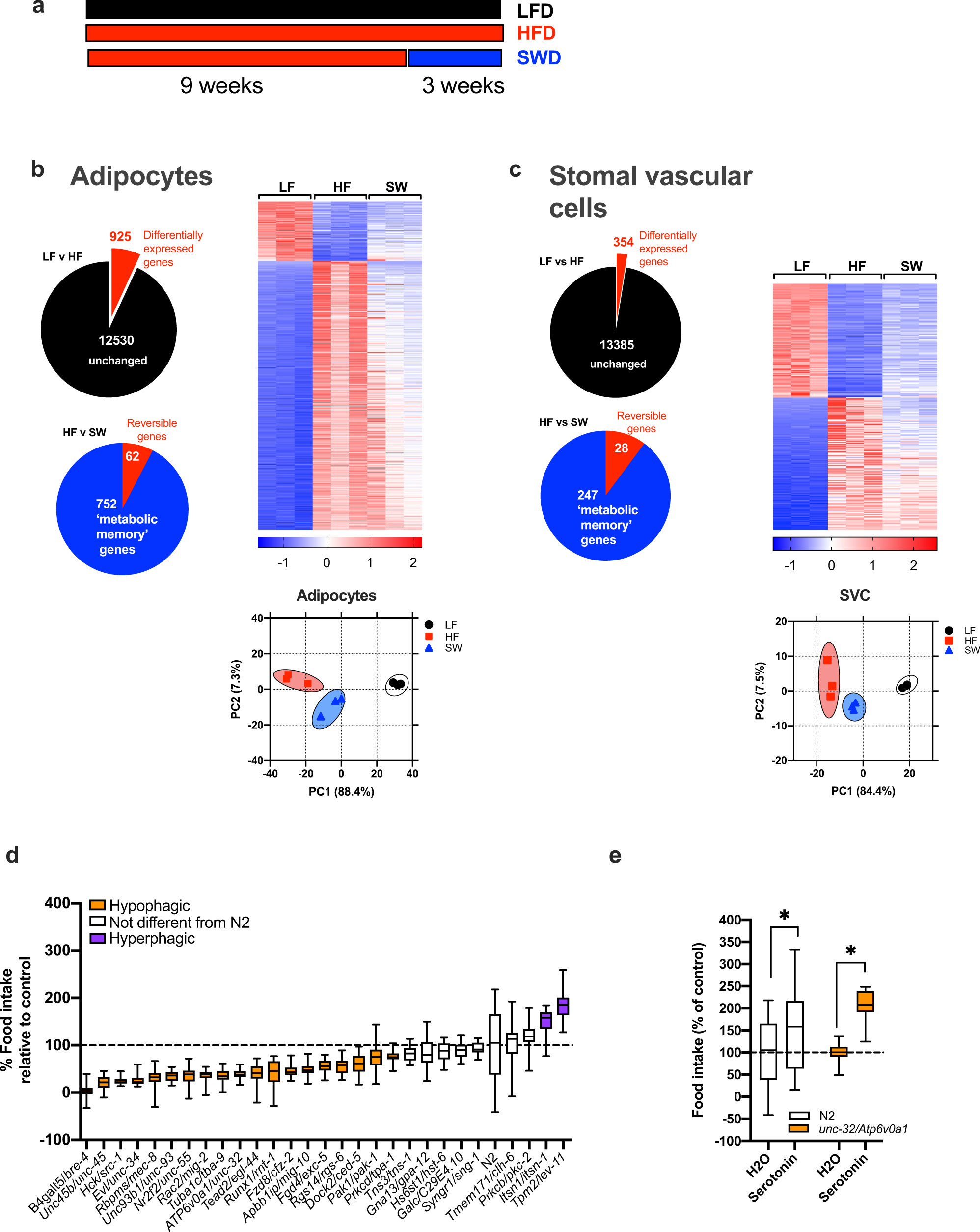 Adipocytes control food intake and weight regain via Vacuolar-type H+  ATPase | Nature Communications