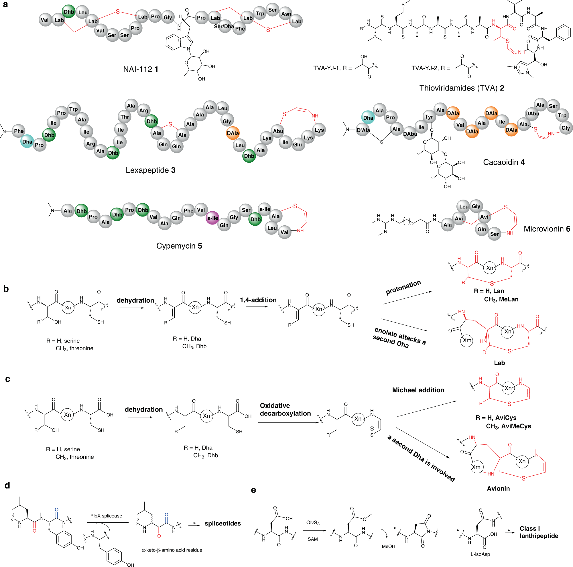 A ribosomally synthesised and post-translationally modified peptide containing a β-enamino acid and a macrocyclic motif | Nature Communications