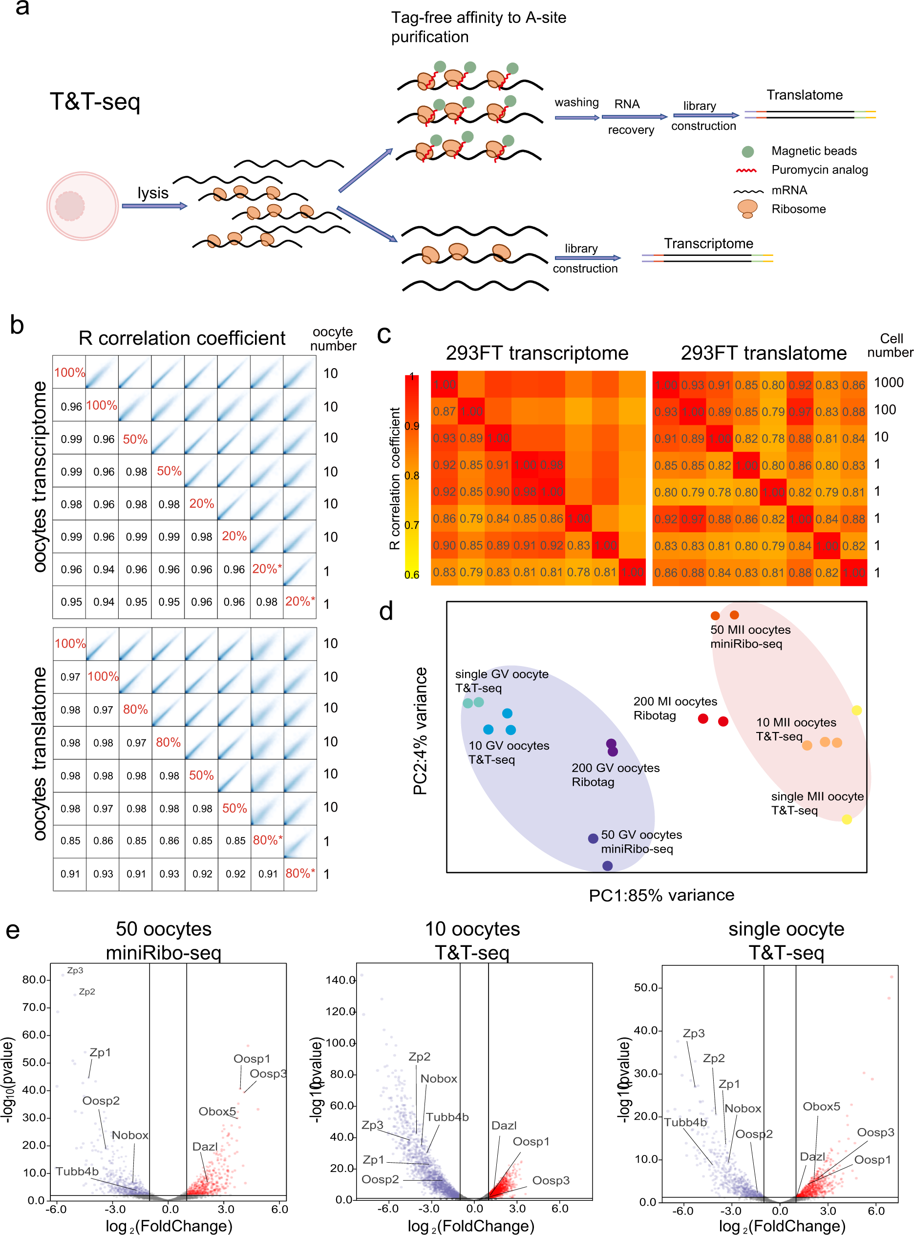 Single-cell transcriptome and translatome dual-omics reveals potential  mechanisms of human oocyte maturation | Nature Communications