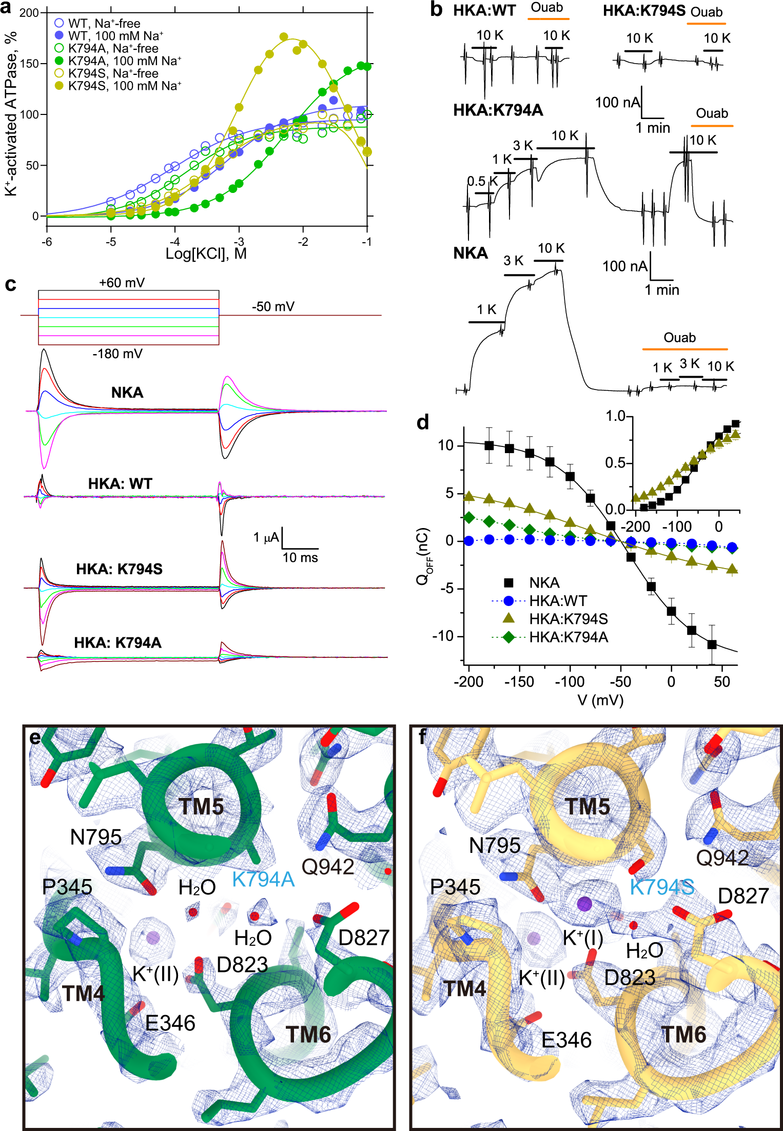 Fig. 3: Functional and structural characterization of WT-, K794S-, and K794A-ngHKA.