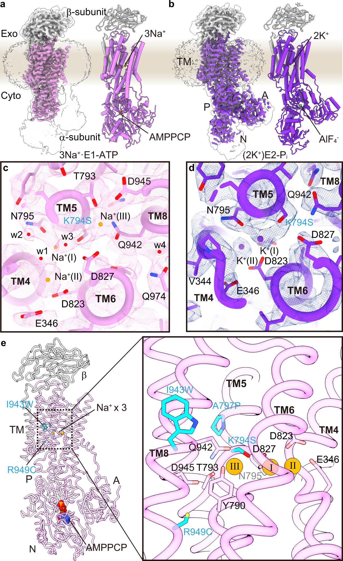 Fig. 6: Cryo-EM structure of NKA-like SPWC-ngHKA.