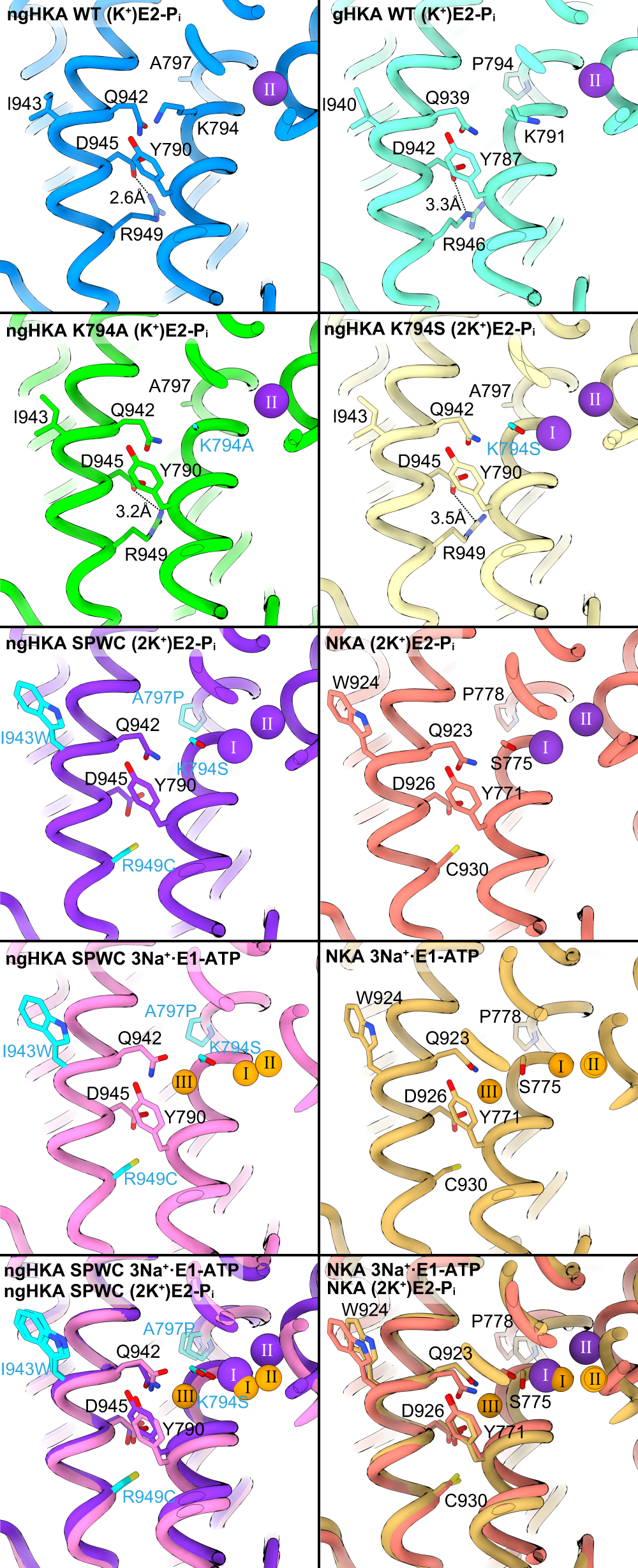Fig. 9: A salt bridge between Asp945 and Arg949 of ngHKA.