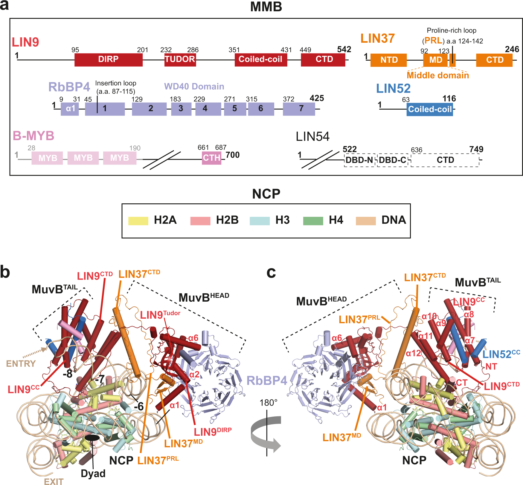 Vecteur Stock Biological structure of Nucleosome with histone protein, core  DNA and Linked DNA chain inside cell