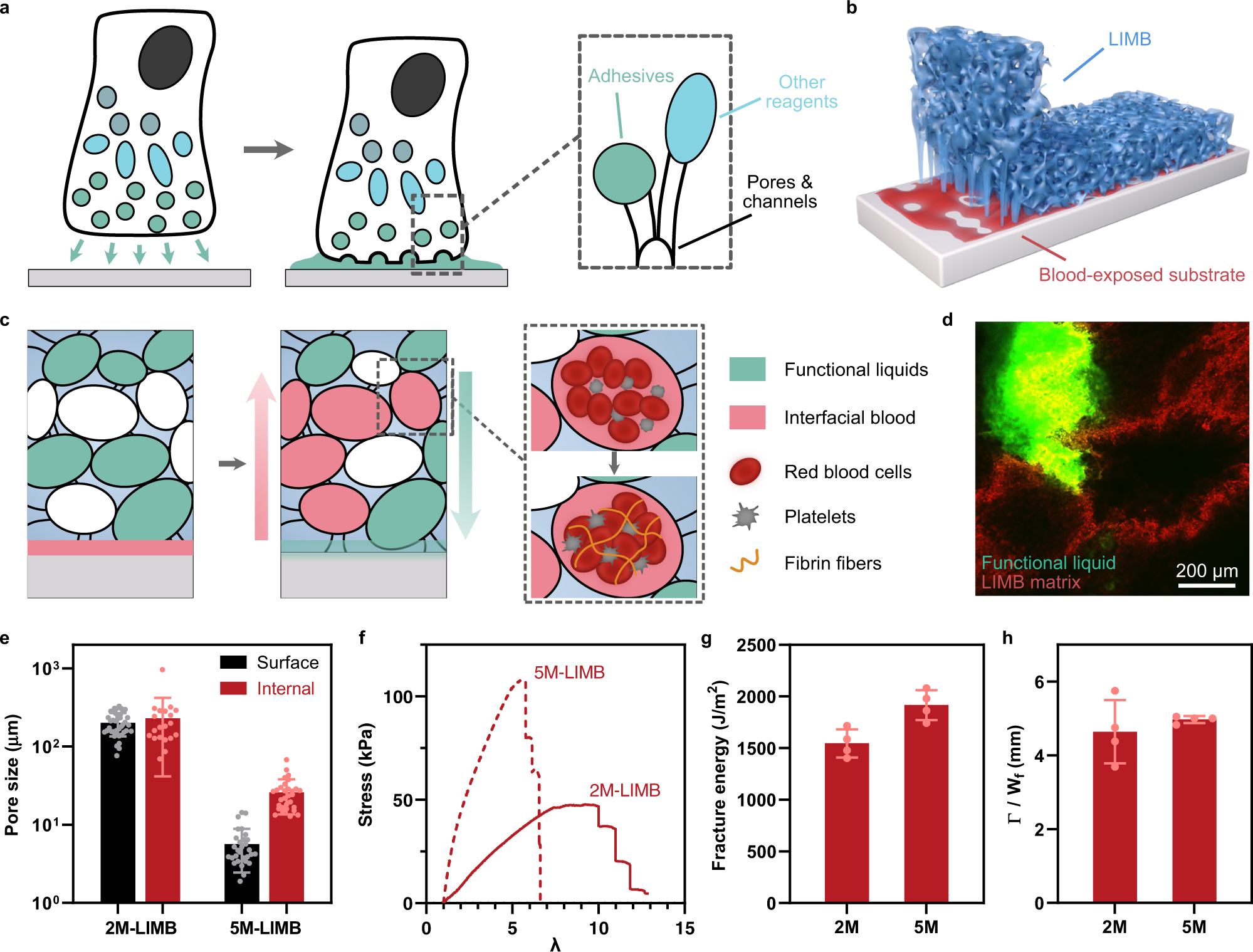 Liquid-infused microstructured bioadhesives halt non-compressible