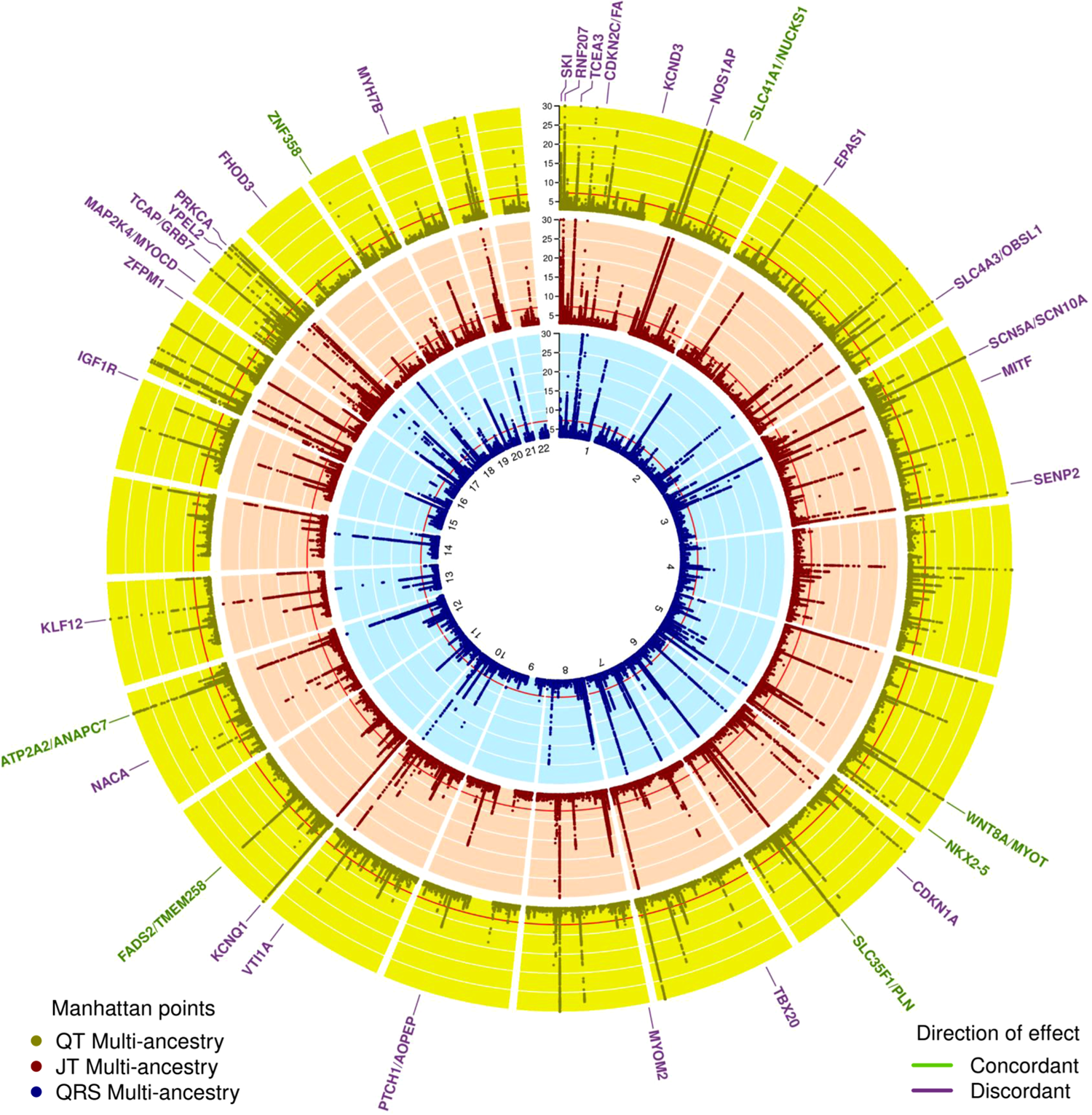 Fig. 3: Circular Manhattan plot for QT, JT, and QRS multi-ancestry meta-analyses.