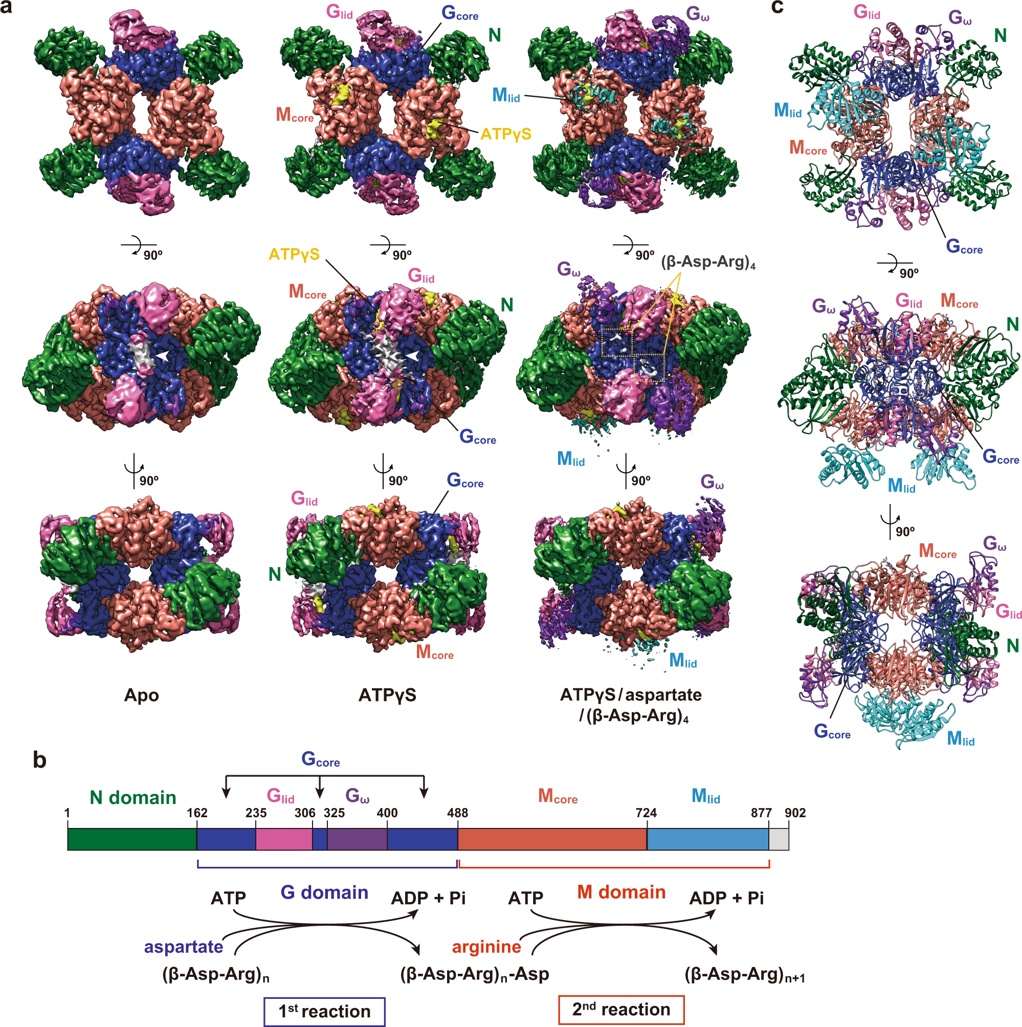 structural-bases-for-aspartate-recognition-and-polymerization-efficiency-of-cyanobacterial-cyanophycin-synthetase-nature-communications