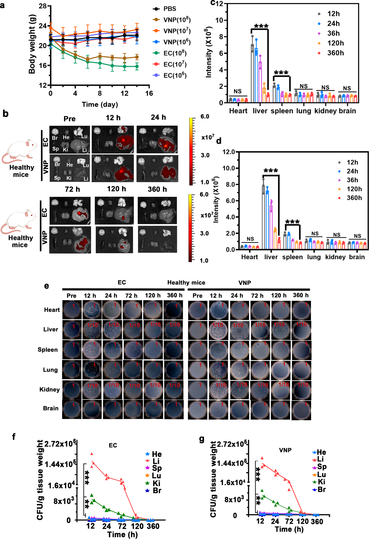Fig. 4: In vivo behaviors of bacteria in mice.