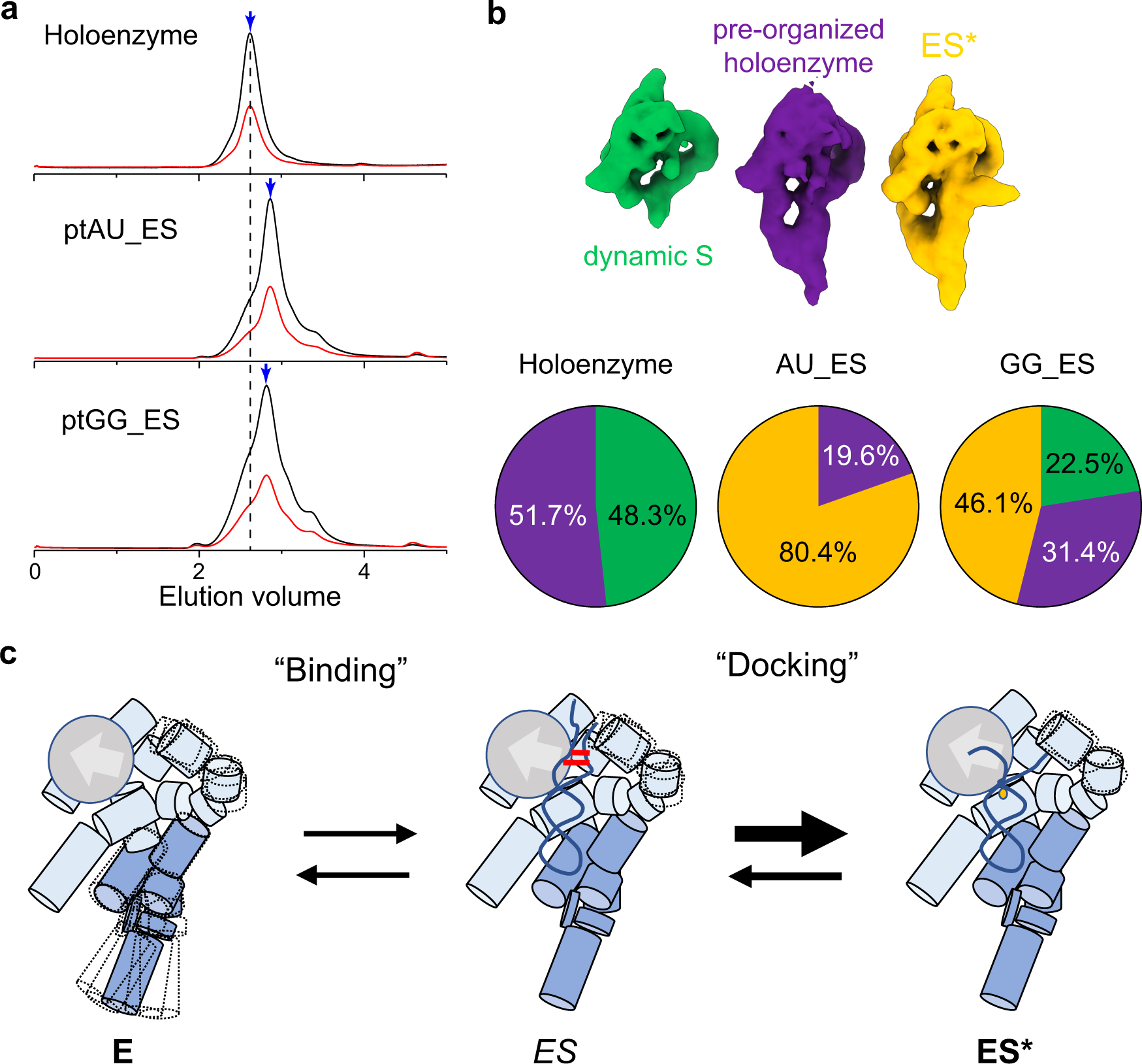 Fig. 5: Dynamics of the RNase P holoenzyme and ES complex.