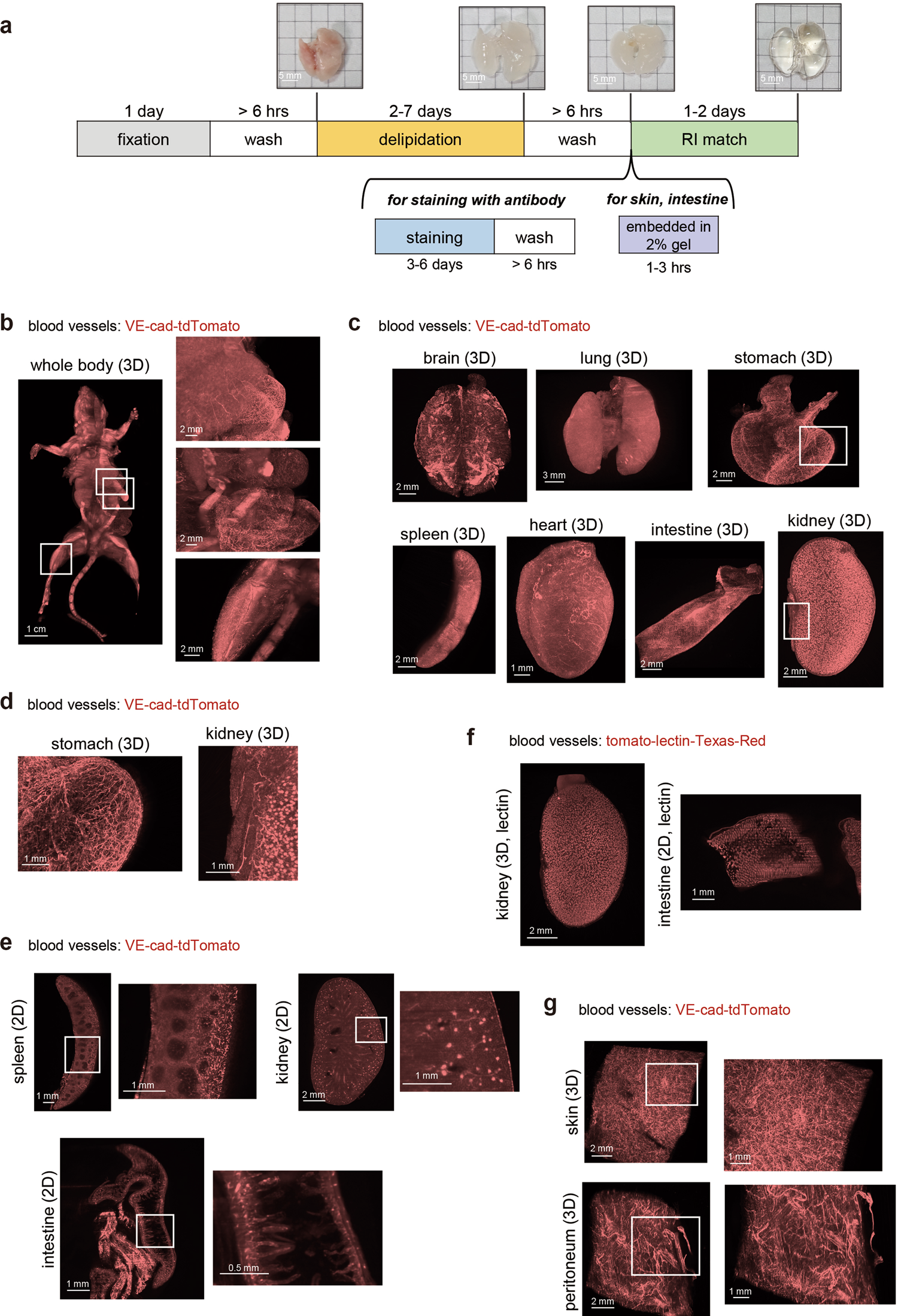 µ-Slide y-shaped, Blood Vessel Simulation