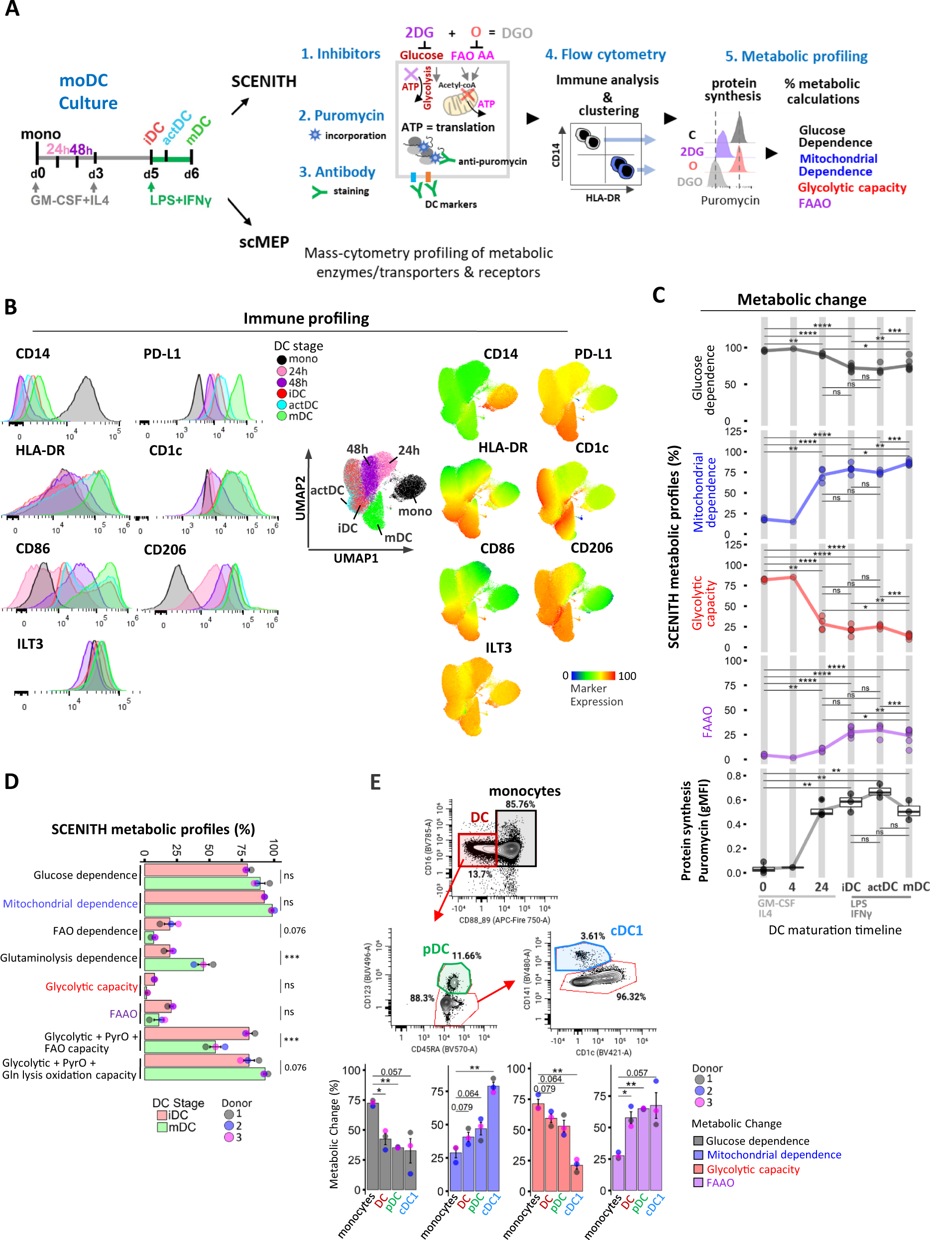 Distinct metabolic states guide maturation of inflammatory and tolerogenic  dendritic cells | Nature Communications