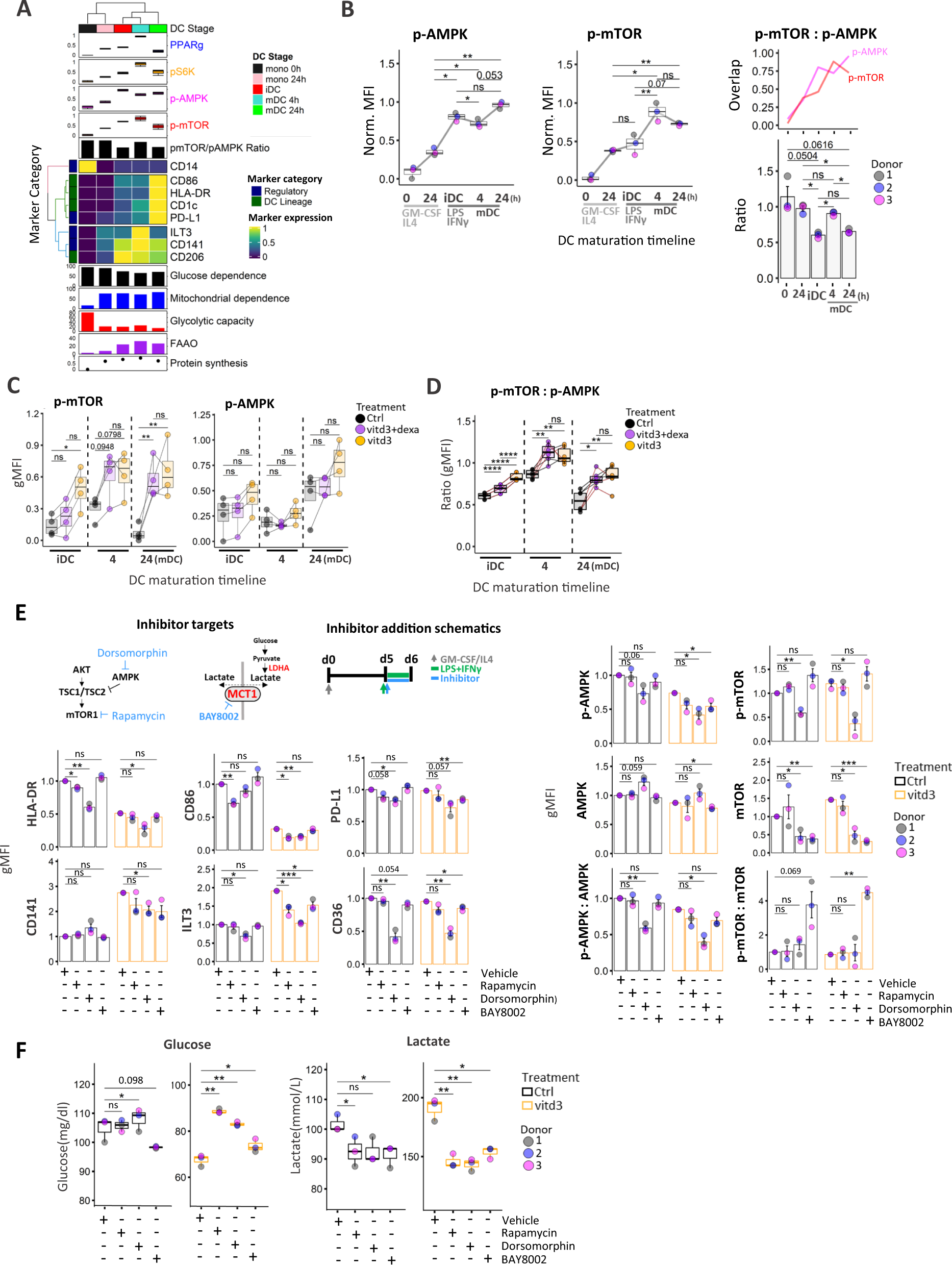 Fig. 5: AMPK:mTOR signaling axis and lactate transporter MCT1 are critical regulators of tolerogenic DC.