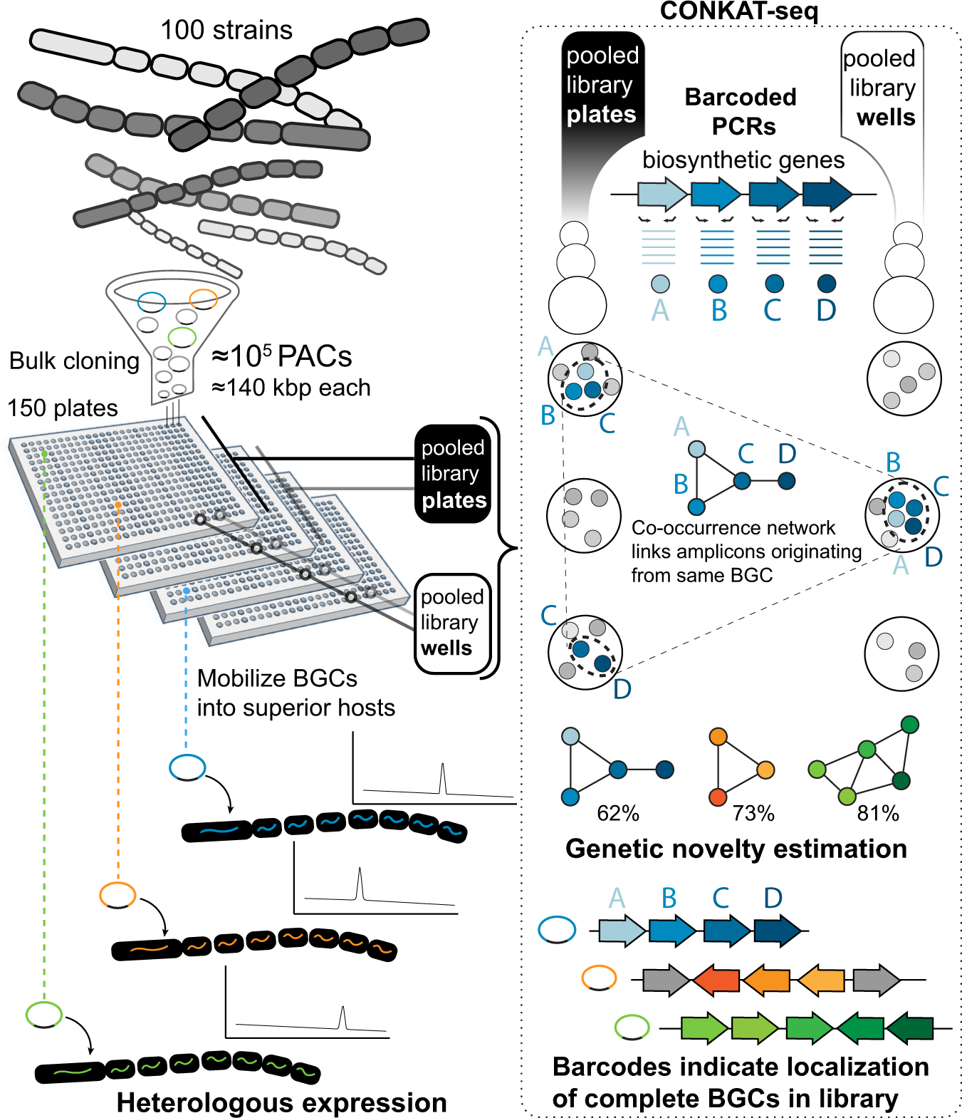 Multiplexed mobilization and expression of biosynthetic gene clusters |  Nature Communications