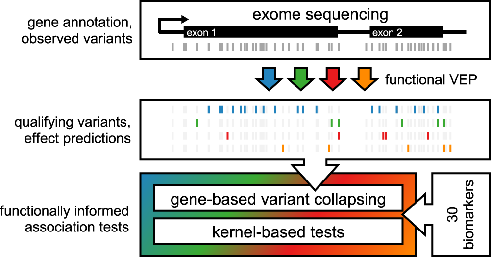 Identifying interpretable gene-biomarker associations with functionally  informed kernel-based tests in 190,000 exomes | Nature Communications
