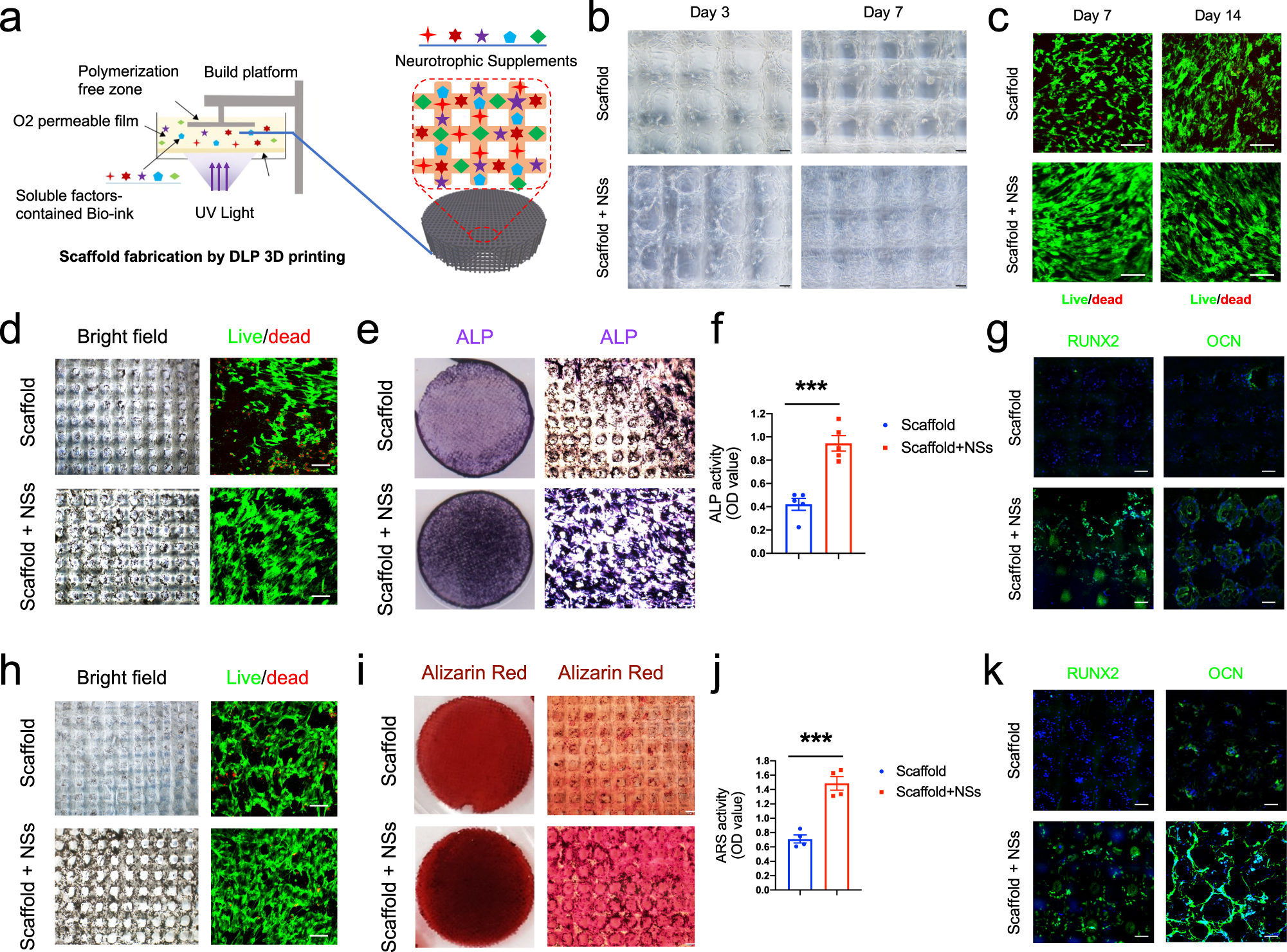 Msx1+ stem cells recruited by bioactive tissue engineering graft for bone  regeneration