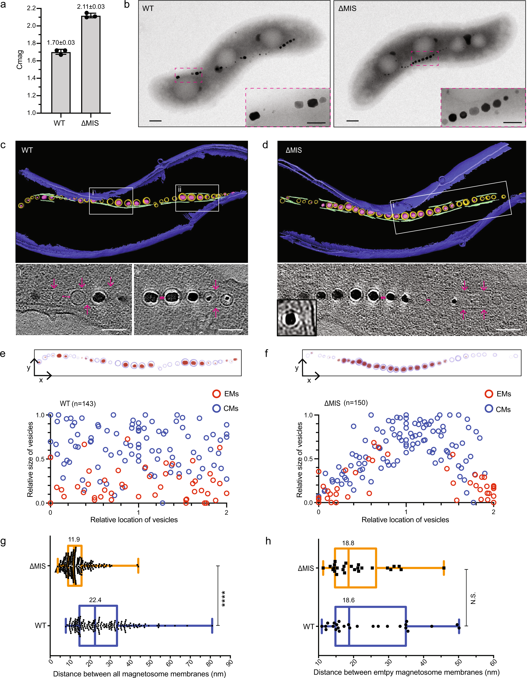 McaB control dynamic of a bacterial magnetic organelle | Nature Communications