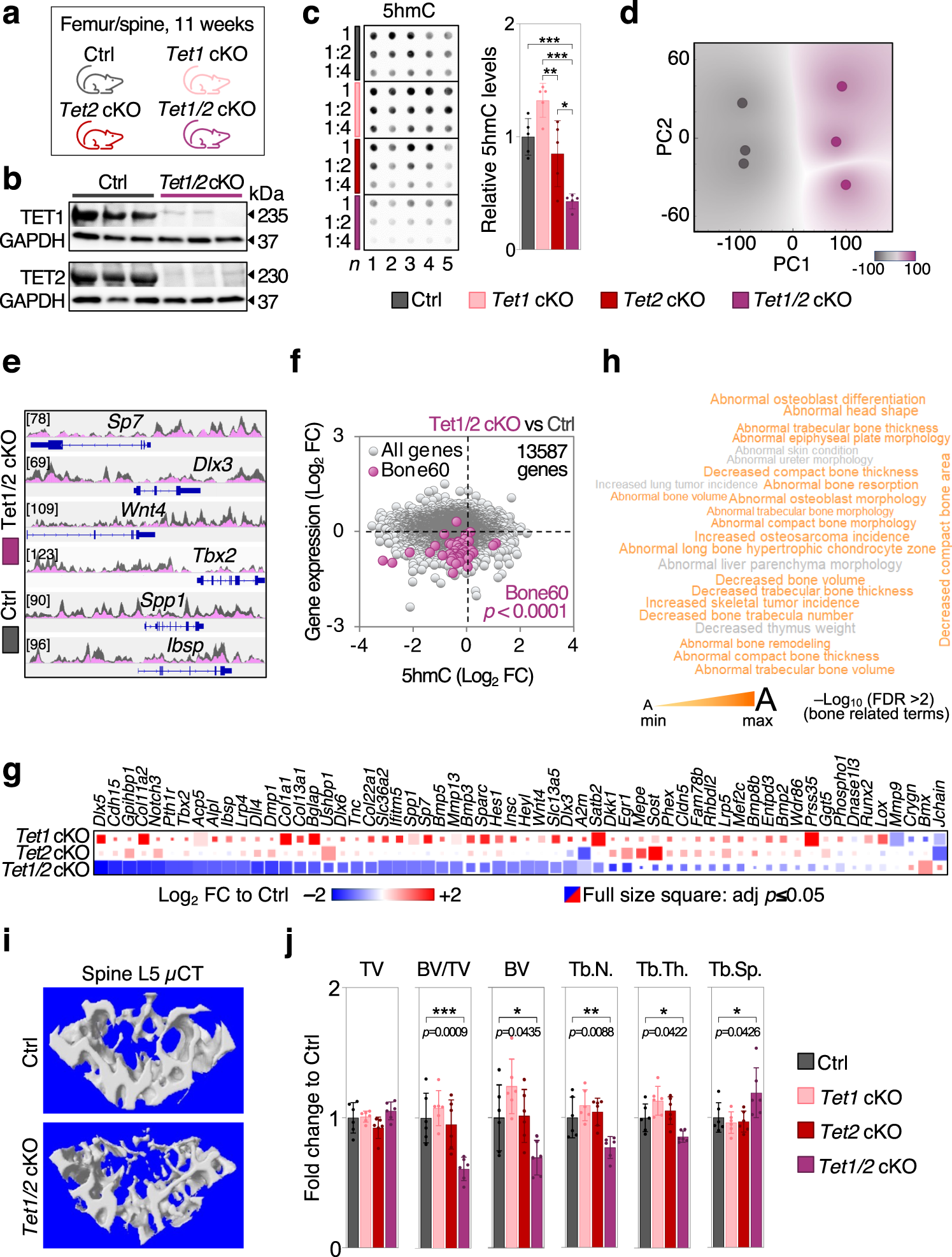 Fig. 10: Conditional Tet1 and Tet2 deletion impairs DNA hydroxymethylation at bone related loci and causes bone loss in mice.