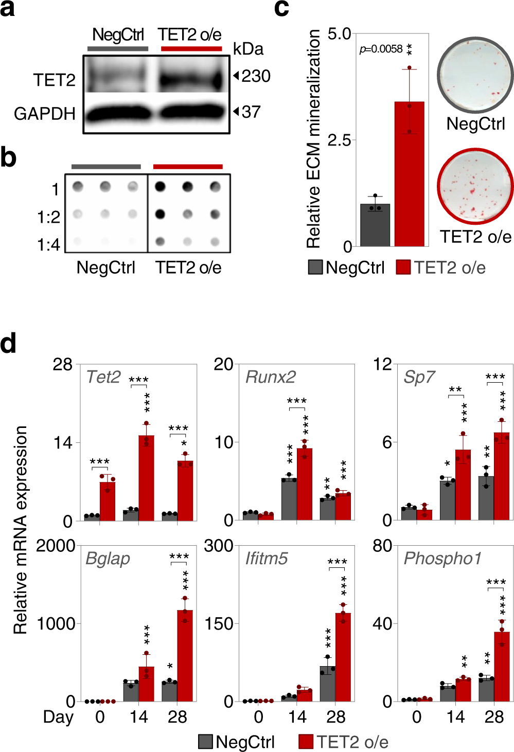 Fig. 8: TET2 overexpression potentiates osteoblastic differentiation.