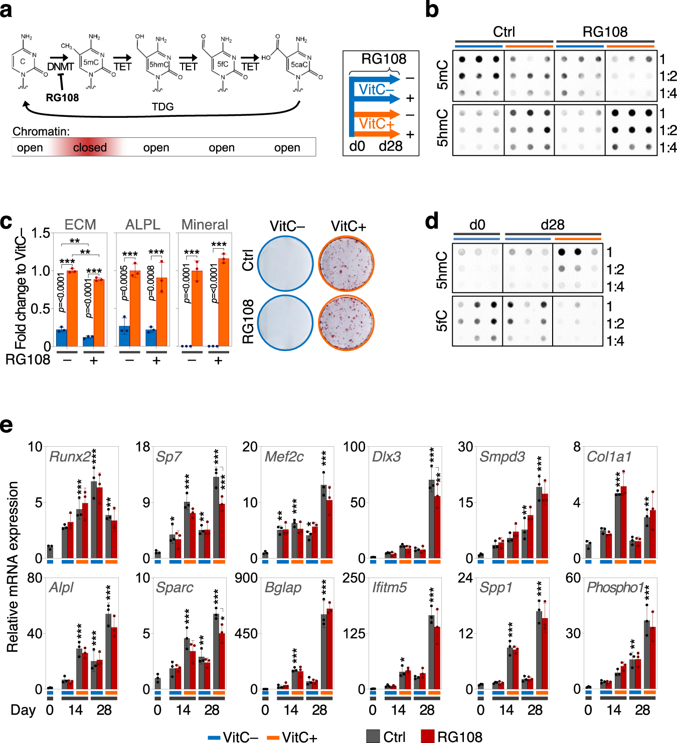 Fig. 9: Vitamin C-induced 5hmC is a stable epigenetic mark that is required for osteogenic differentiation.
