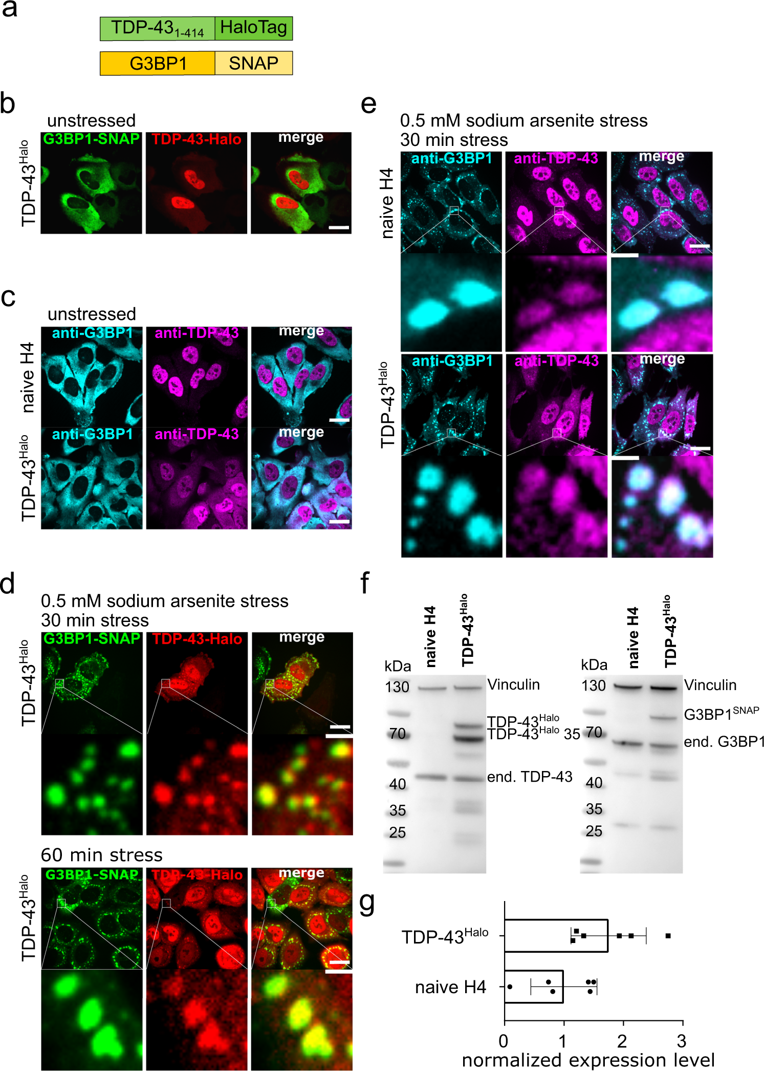 Stress induced TDP-43 mobility loss independent of stress granules | Nature  Communications