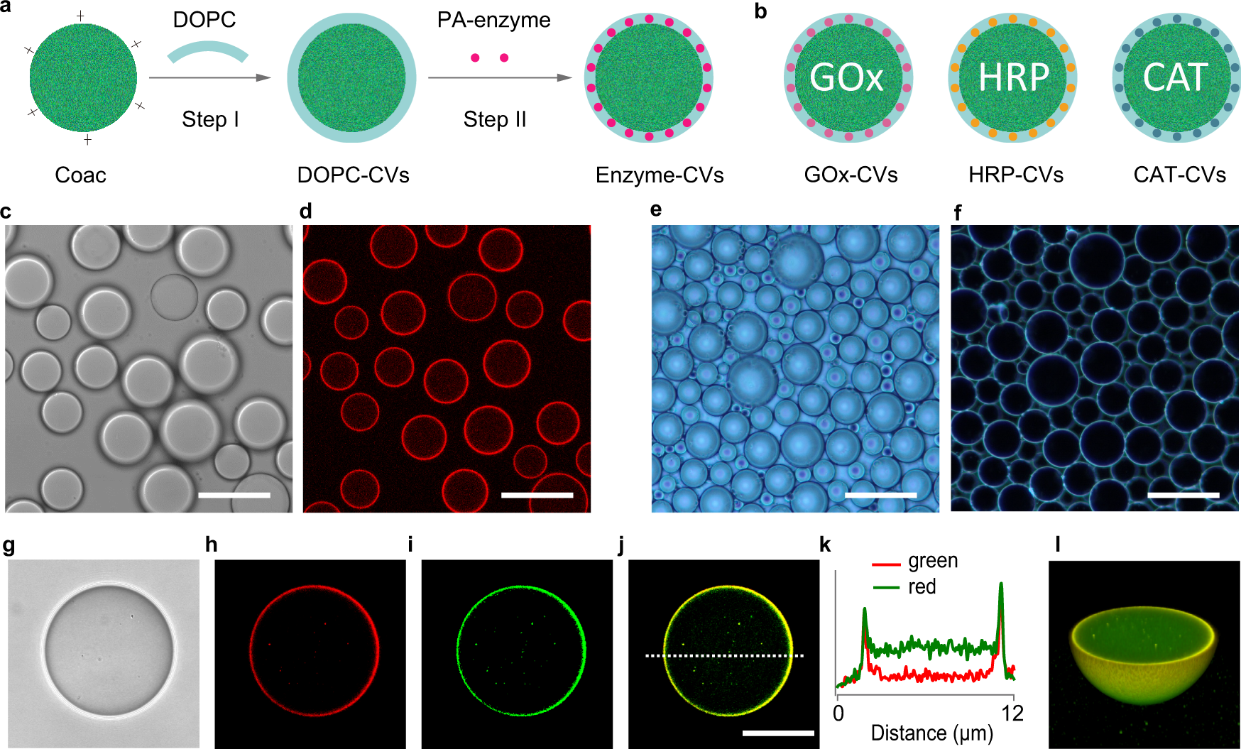 Signal processing and generation of bioactive nitric oxide in a model  prototissue | Nature Communications