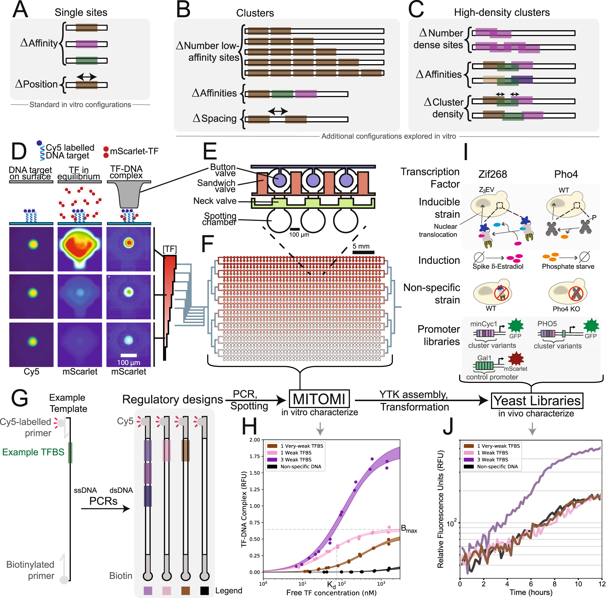 compileren Skiën Tub Systematic analysis of low-affinity transcription factor binding site  clusters in vitro and in vivo establishes their functional relevance |  Nature Communications